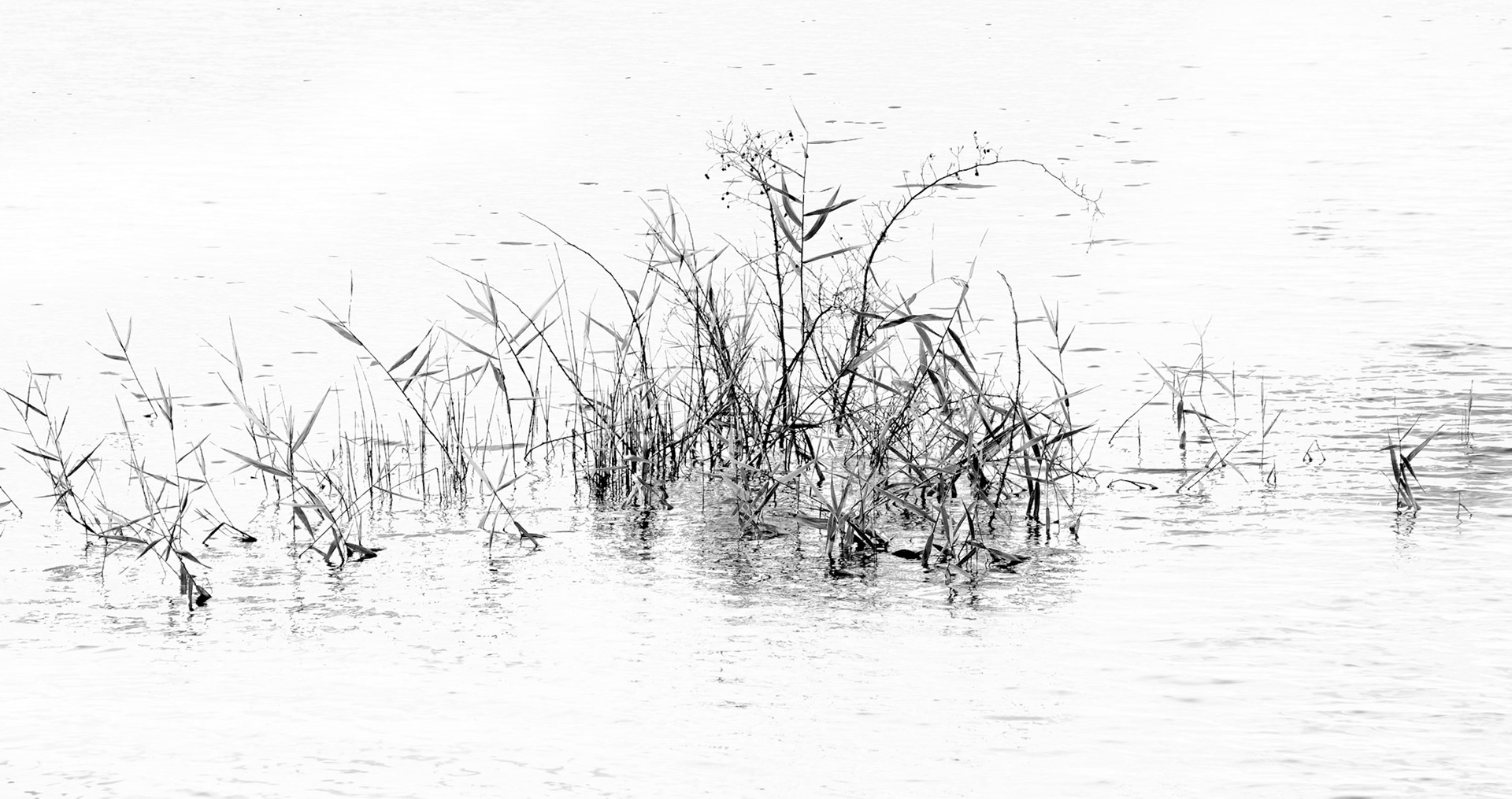 Lake Grasses