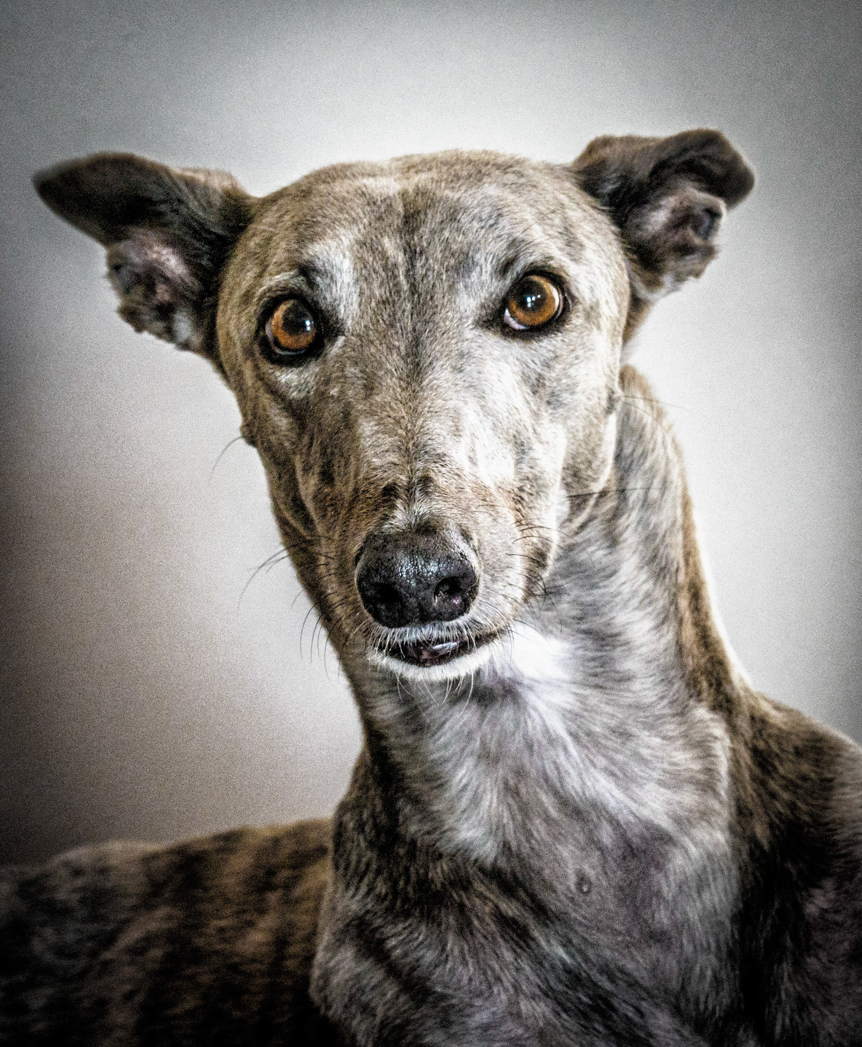 Greyhound Rescue
