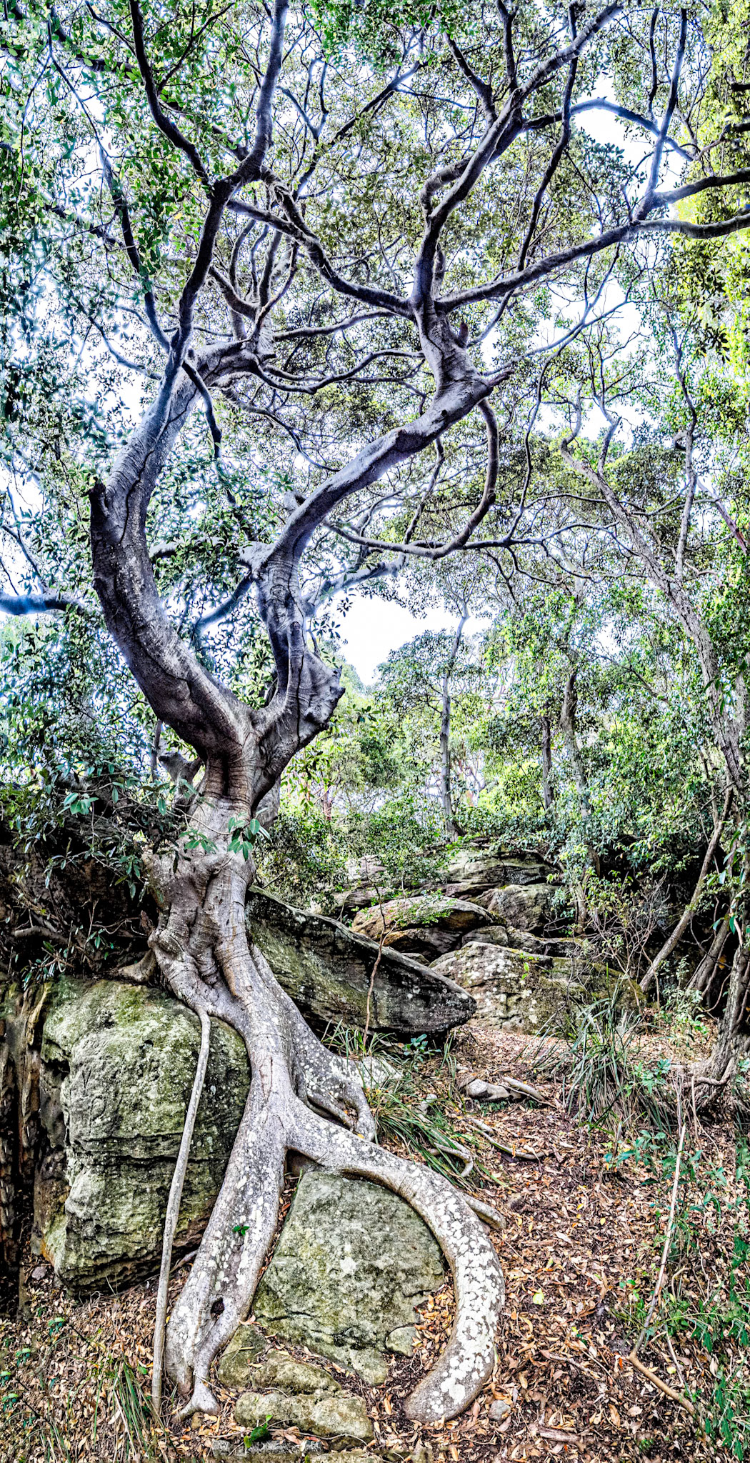 Balls Head, Sydney