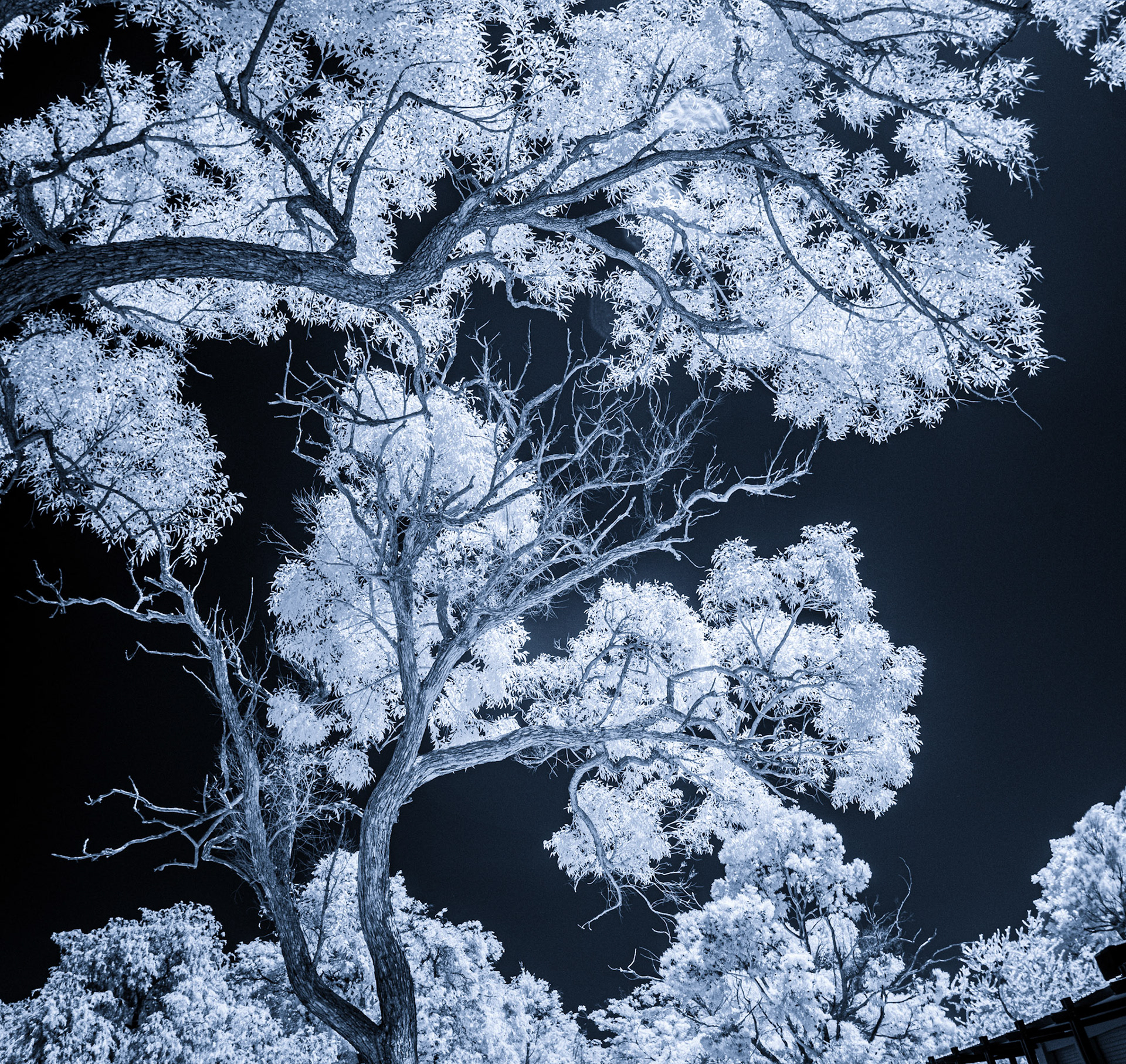 Perth Trees, Infrared
