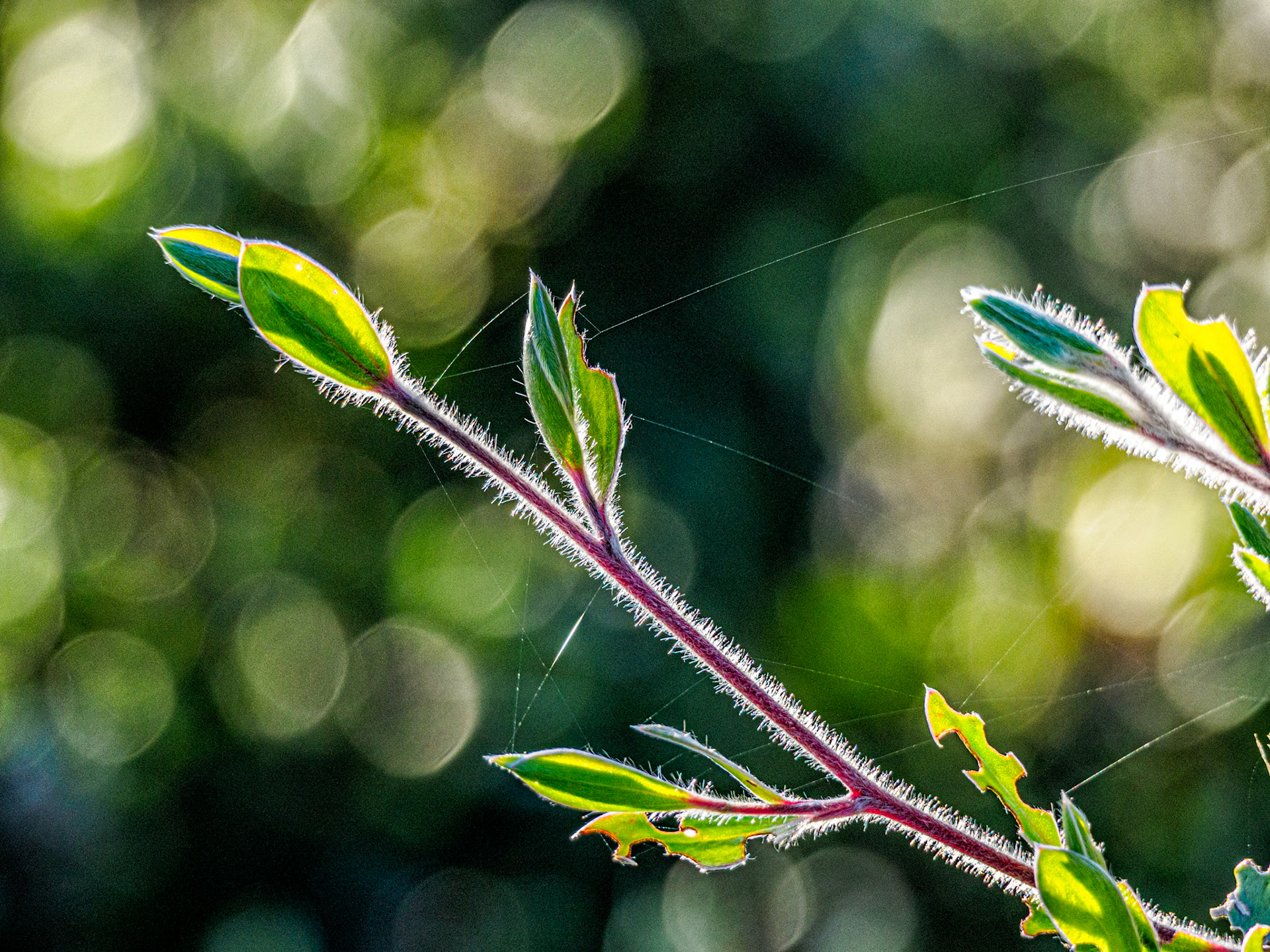Just a Few Leaves