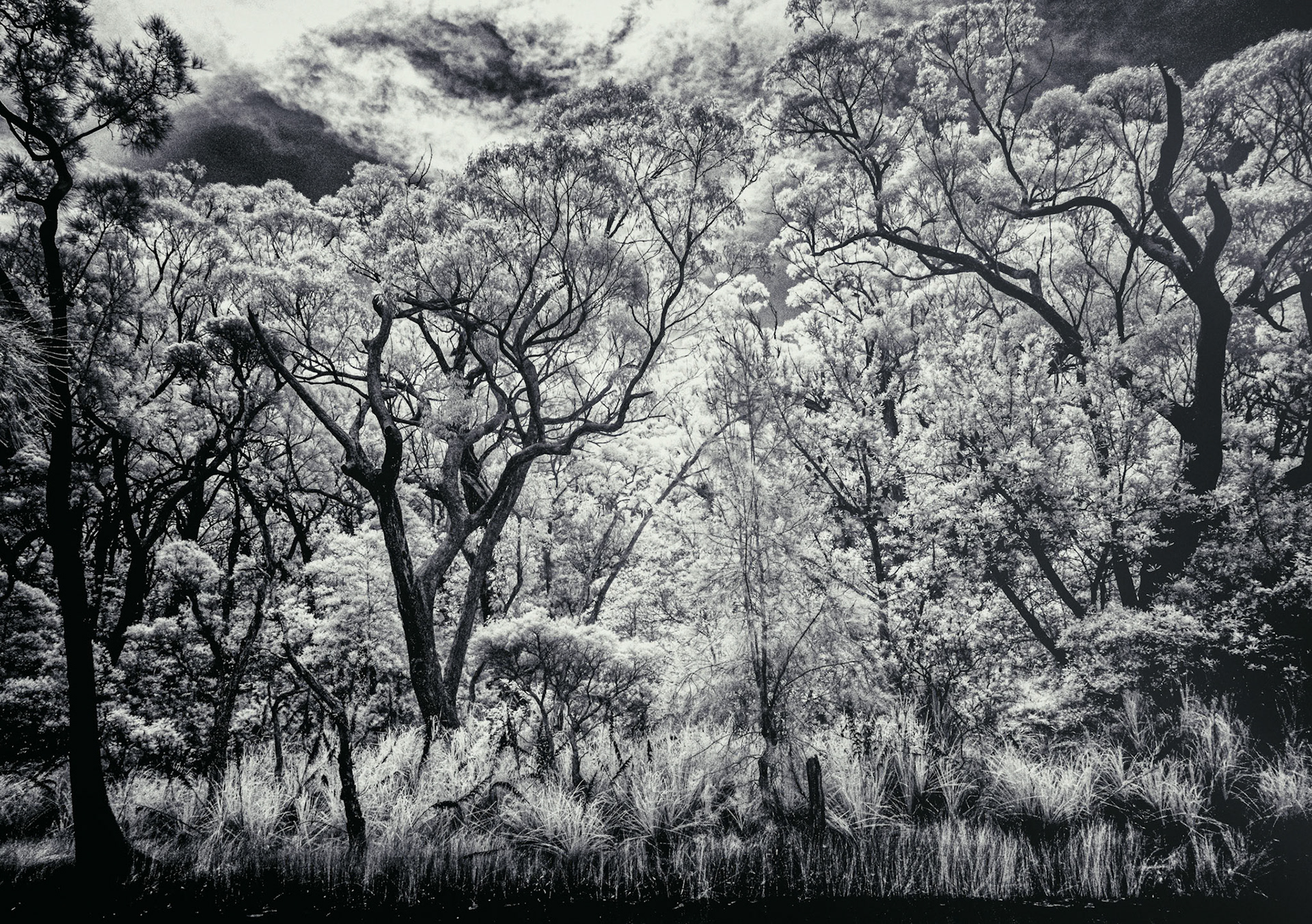 Duck Gully, Hyams Beach