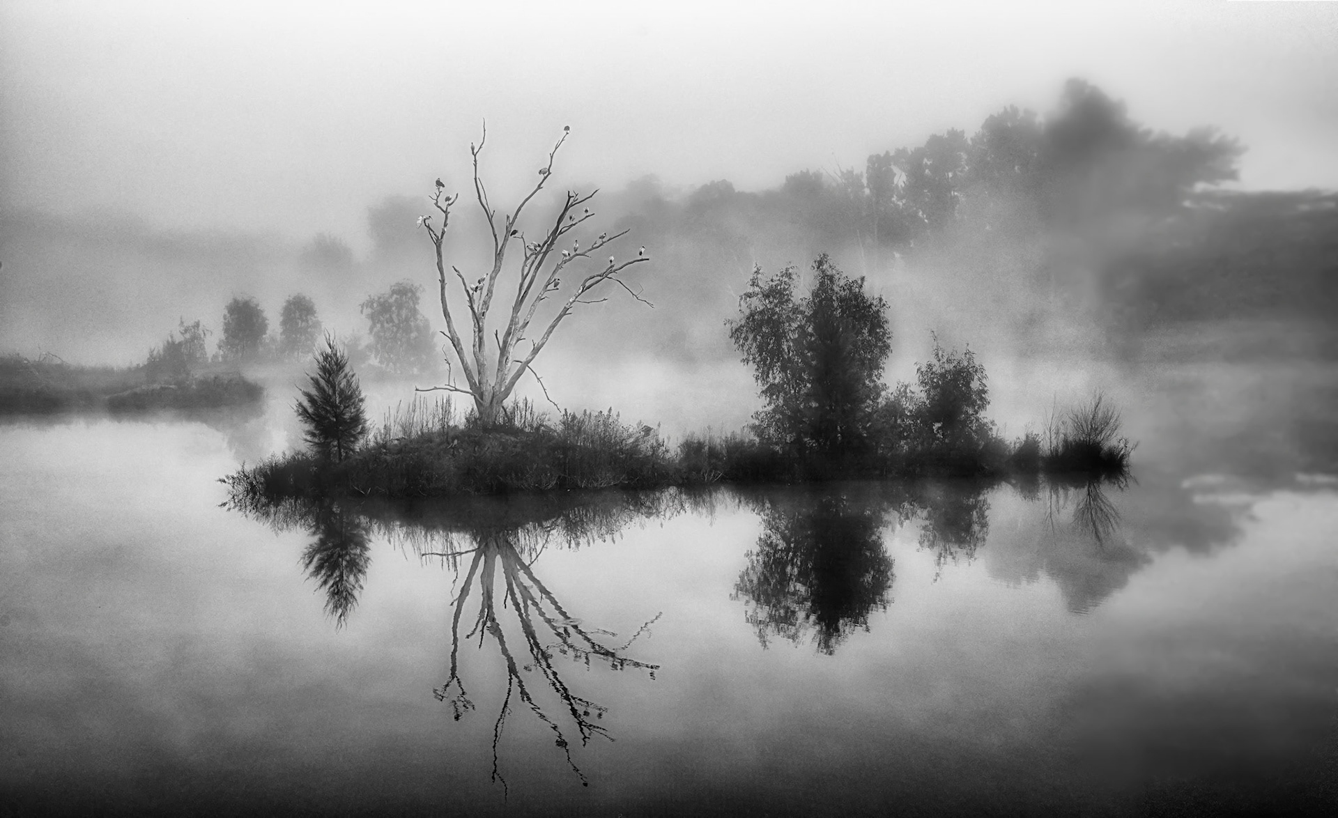 Morning Mist, Mudgee Wetland