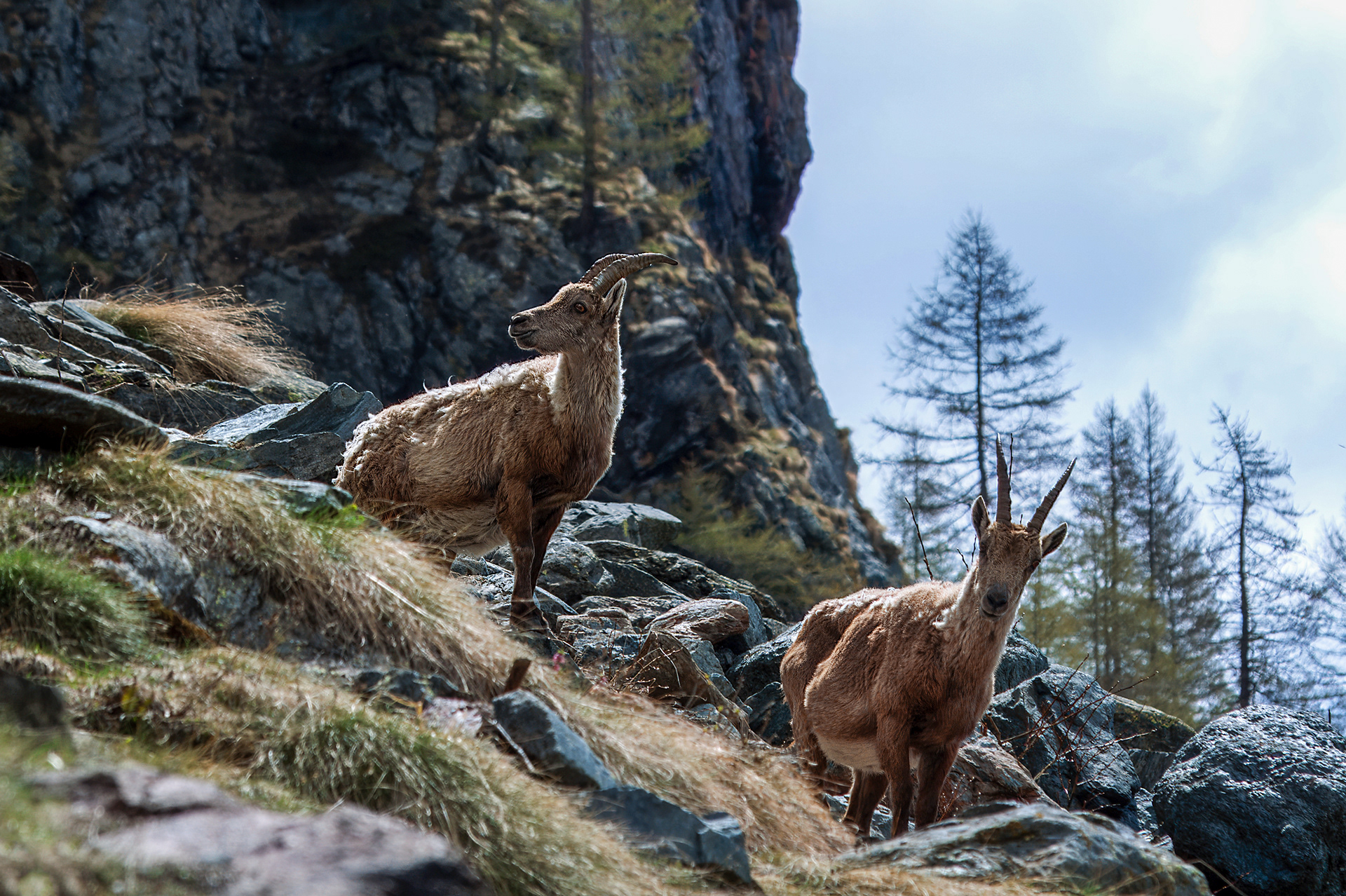 Ibex