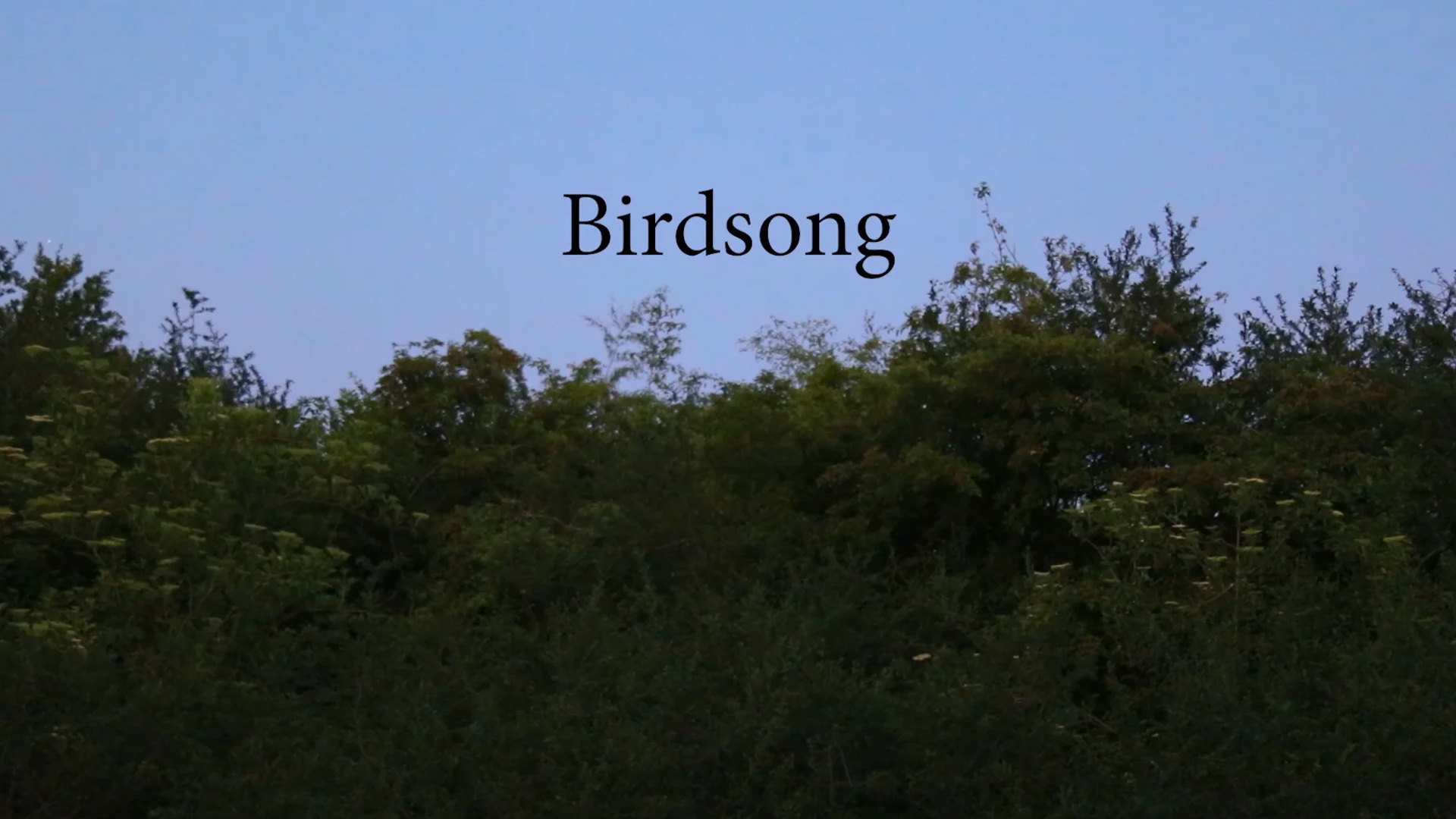 Birdsong still