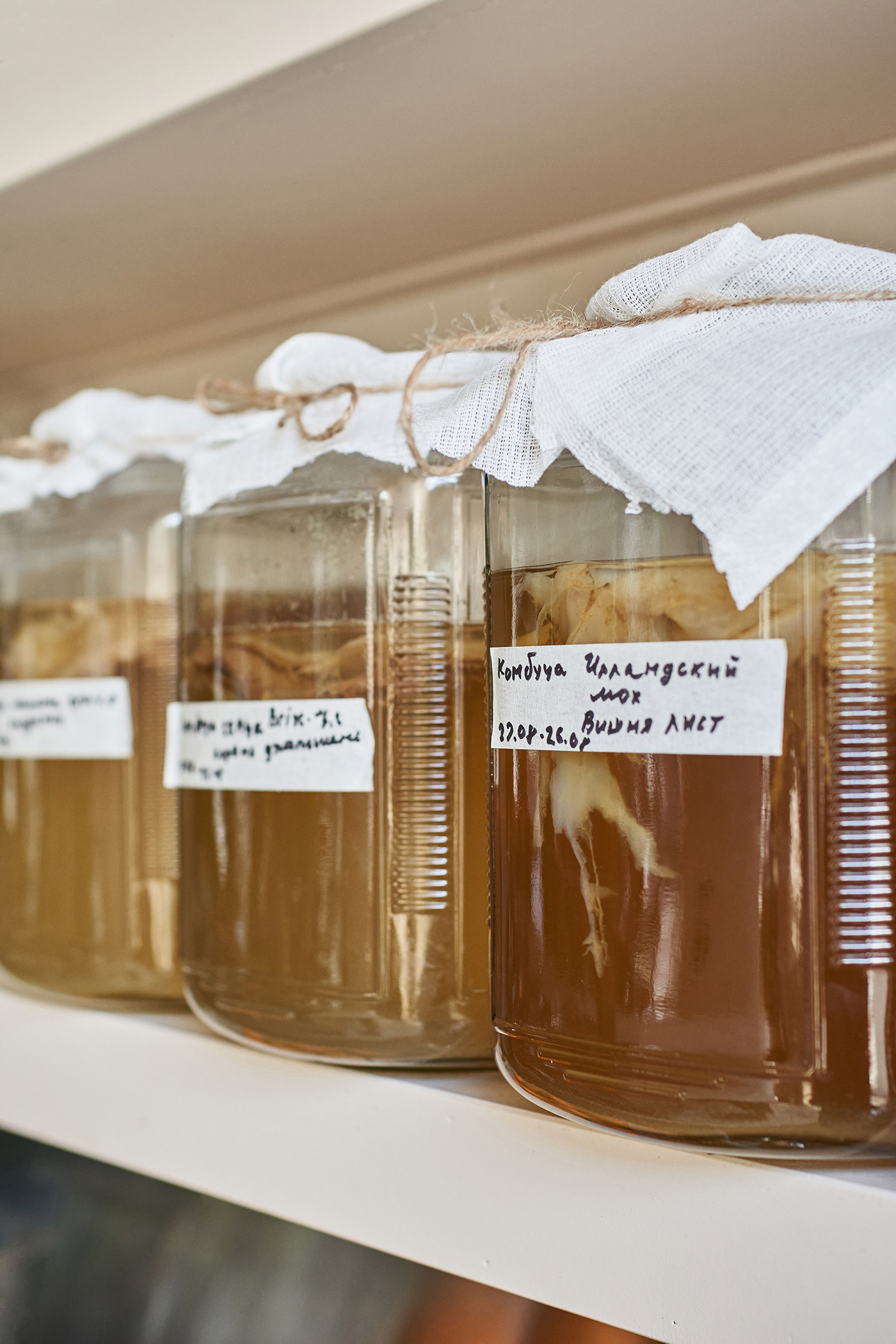 Animals pop-up by DA Bureau