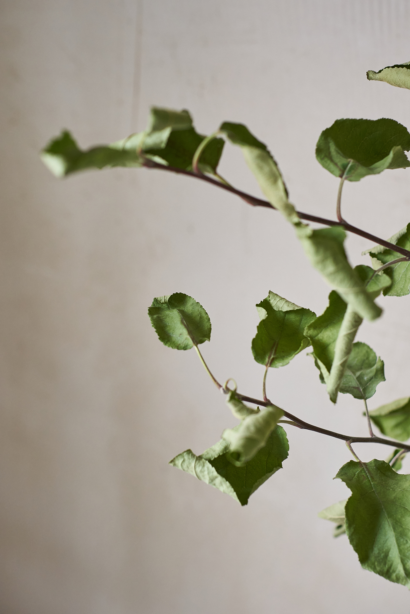 Animals pop-up by DA Bureau