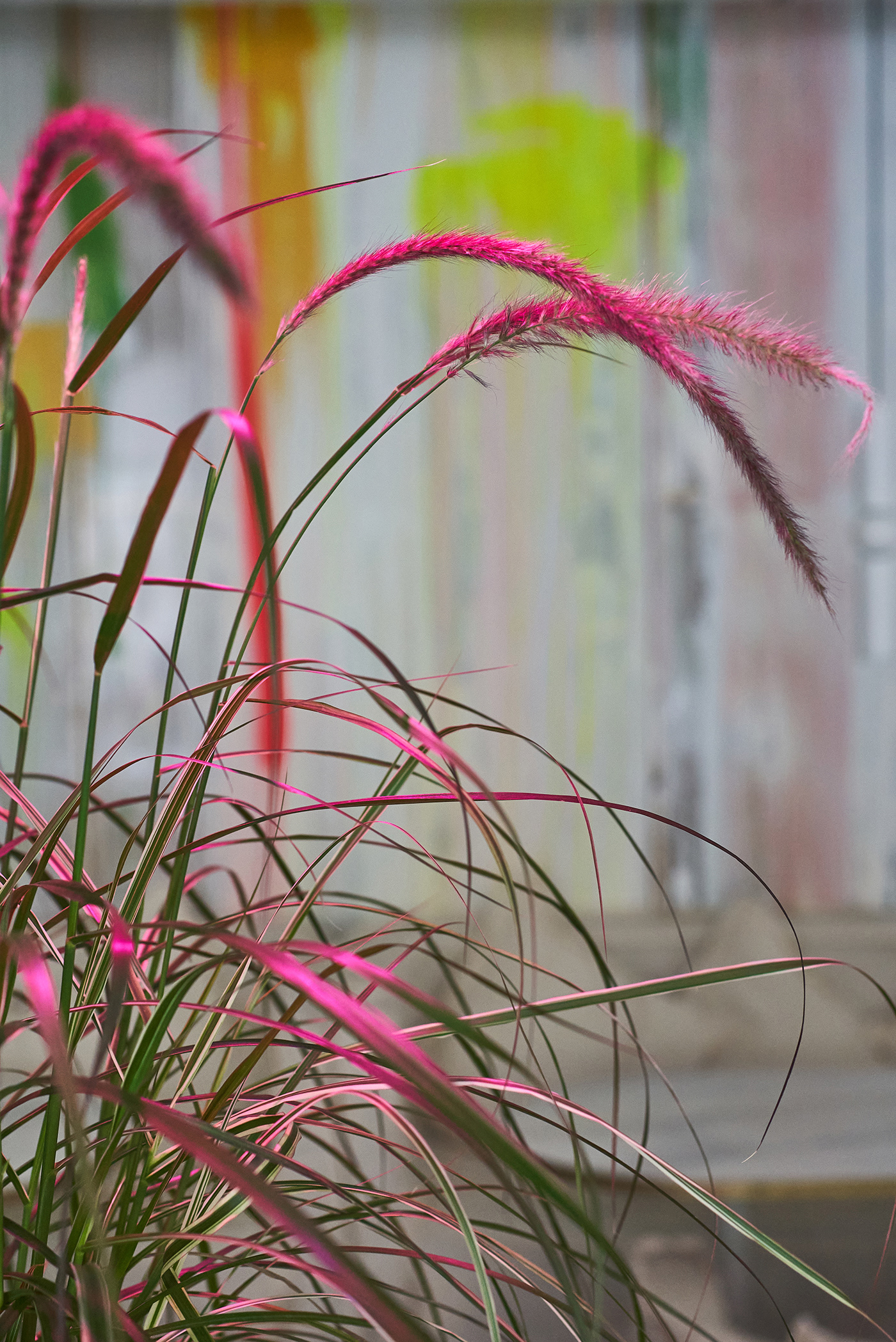 Animals pop-up by DA Bureau