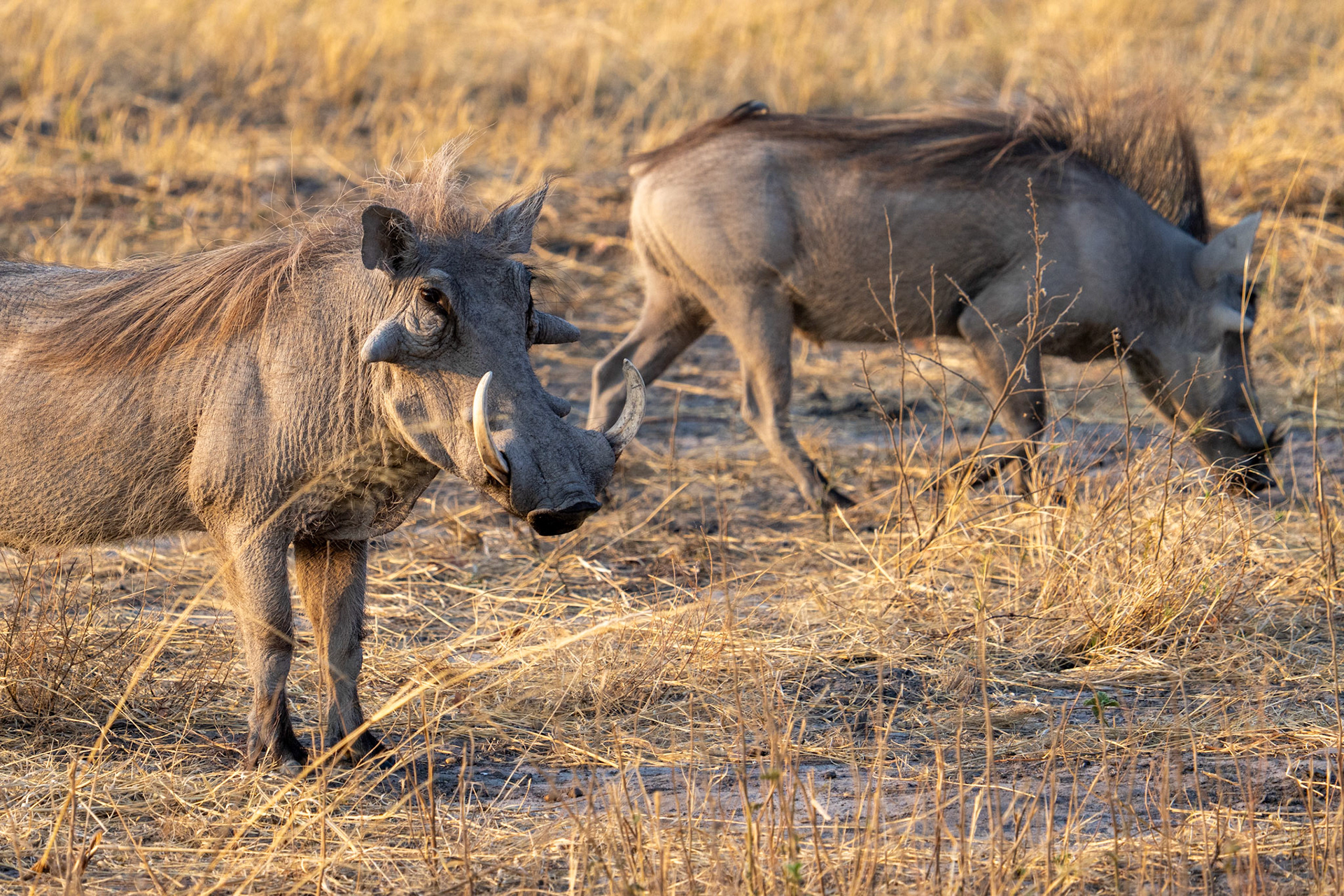 Warthogs