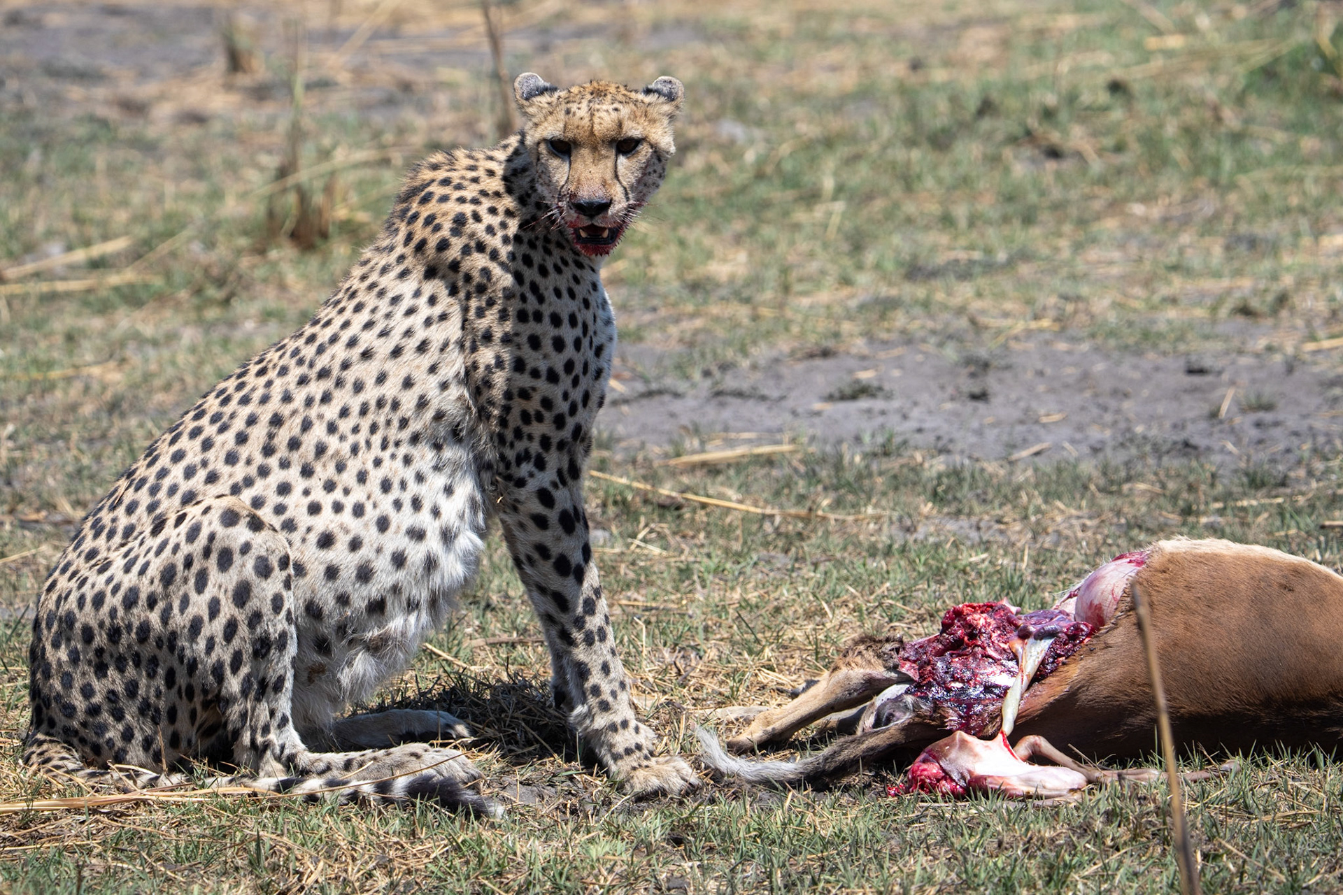 Pregnant Cheetah