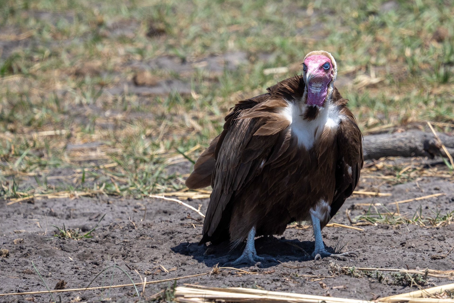 Hooded Vulture