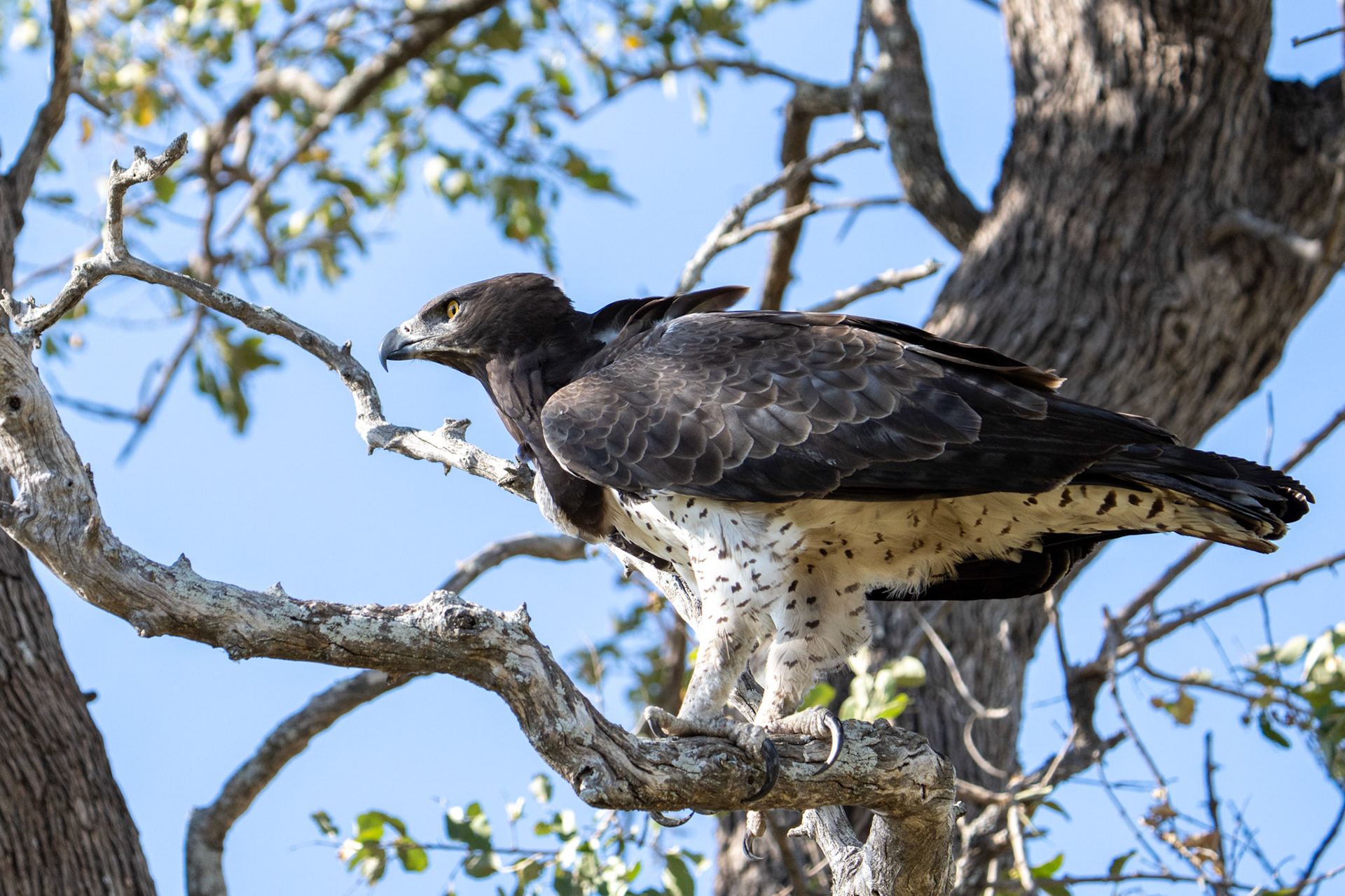 Martial Eagle