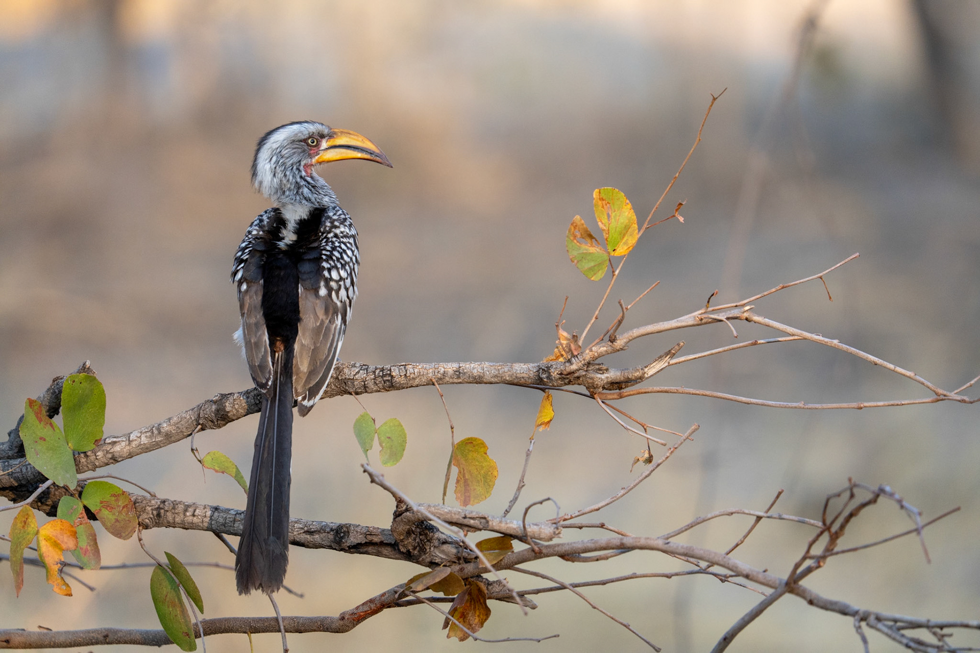 Southern Yellow Billed Hornbill