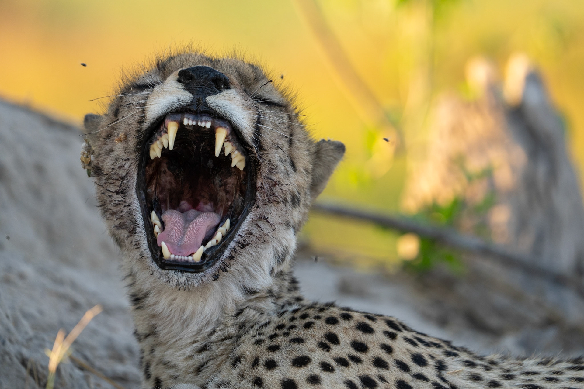 Yawning Cheetah