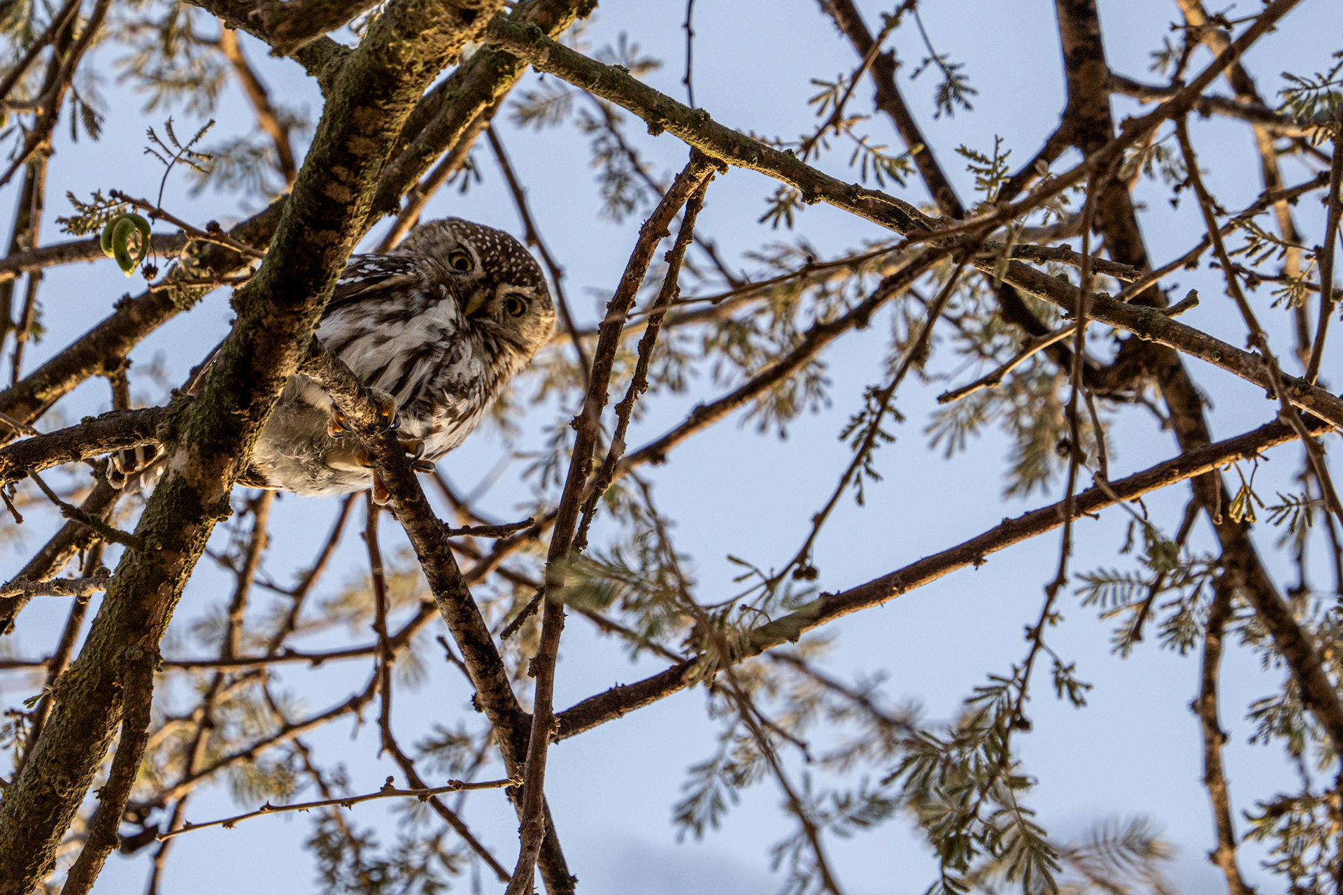 Pearl Spotted Owlet
