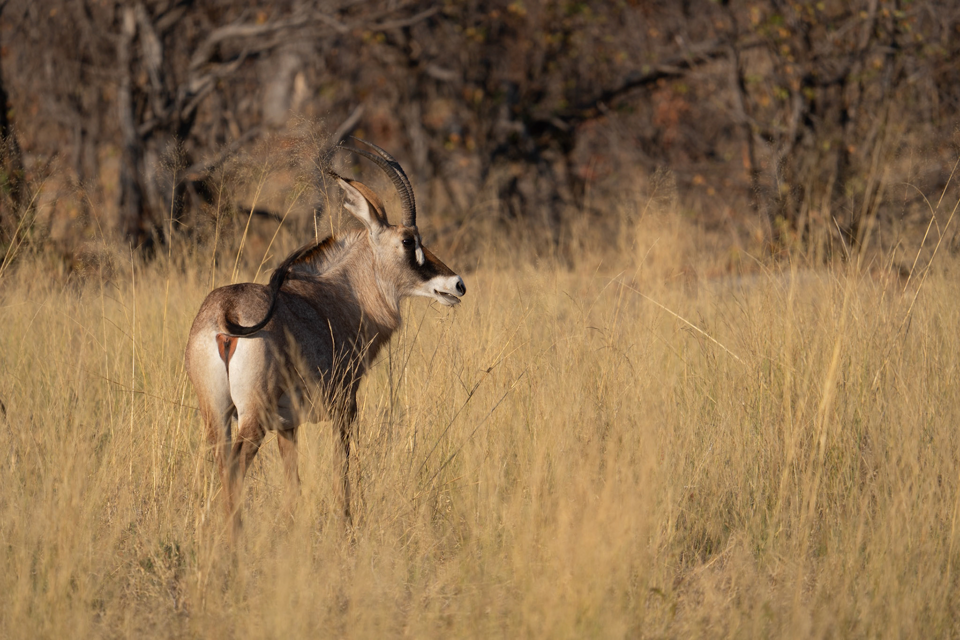 Kudu