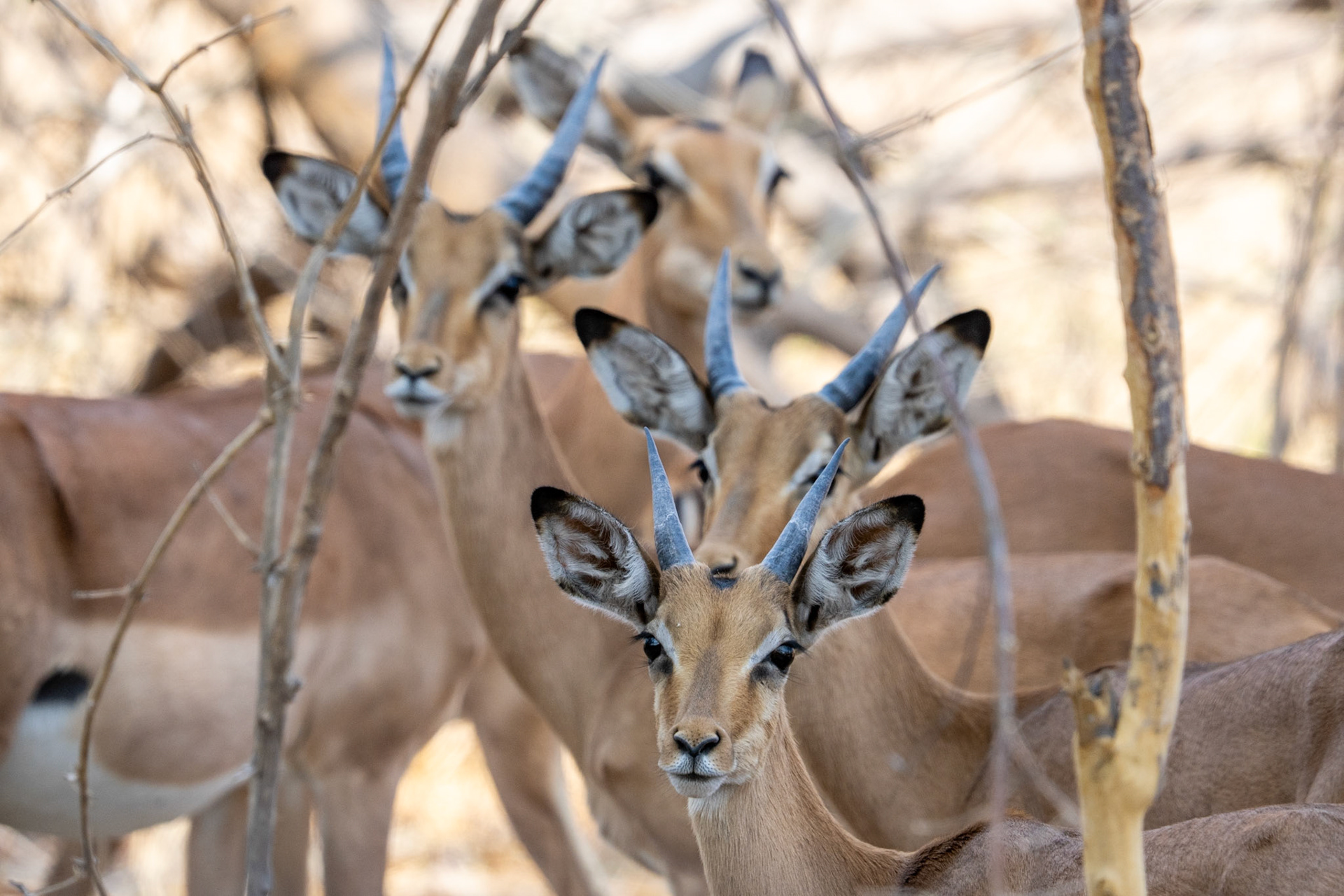 Male Impalas