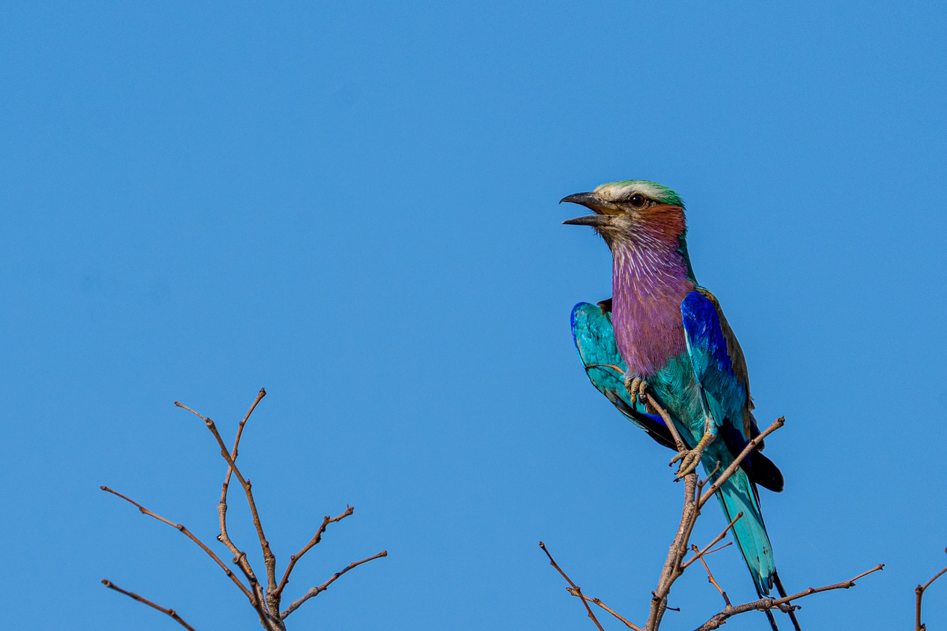 Lilac Breasted Roller