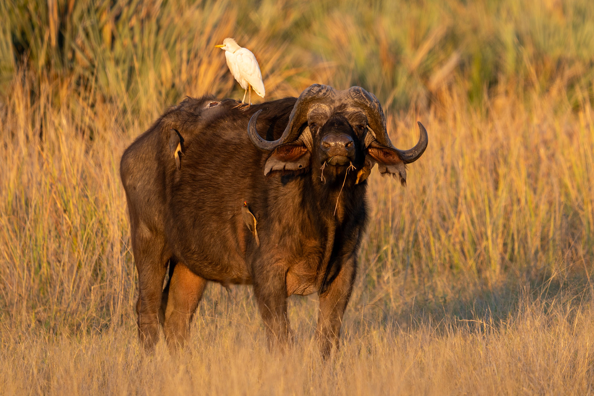 African Buffalo