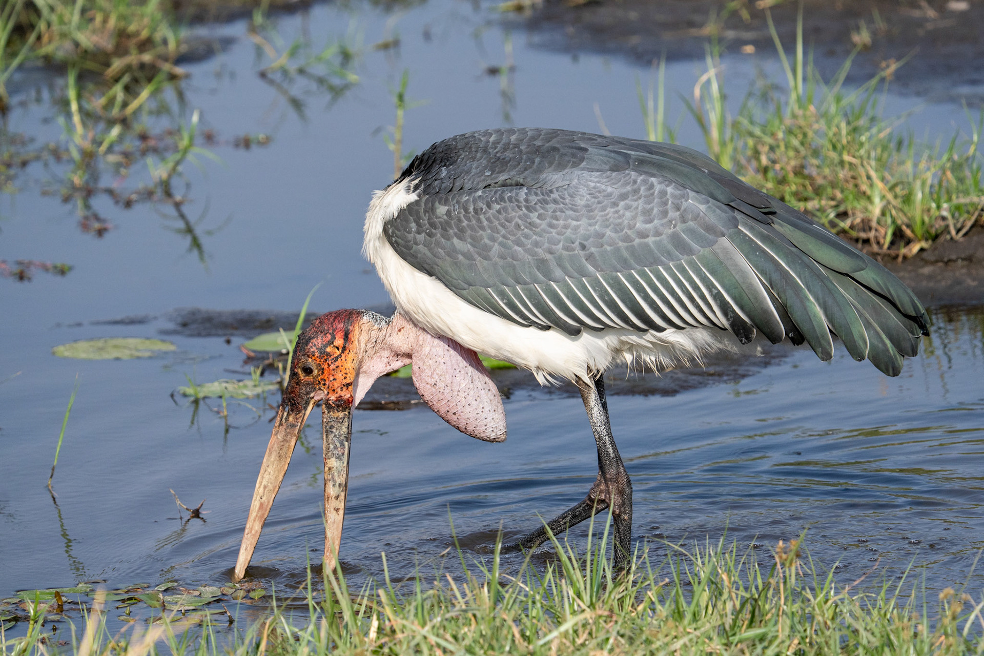 Maragou Stork