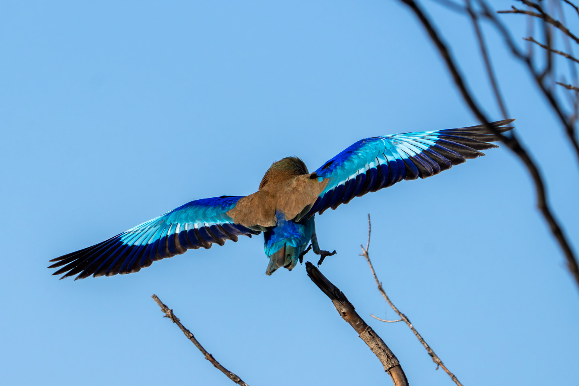 Lilac Breasted Roller