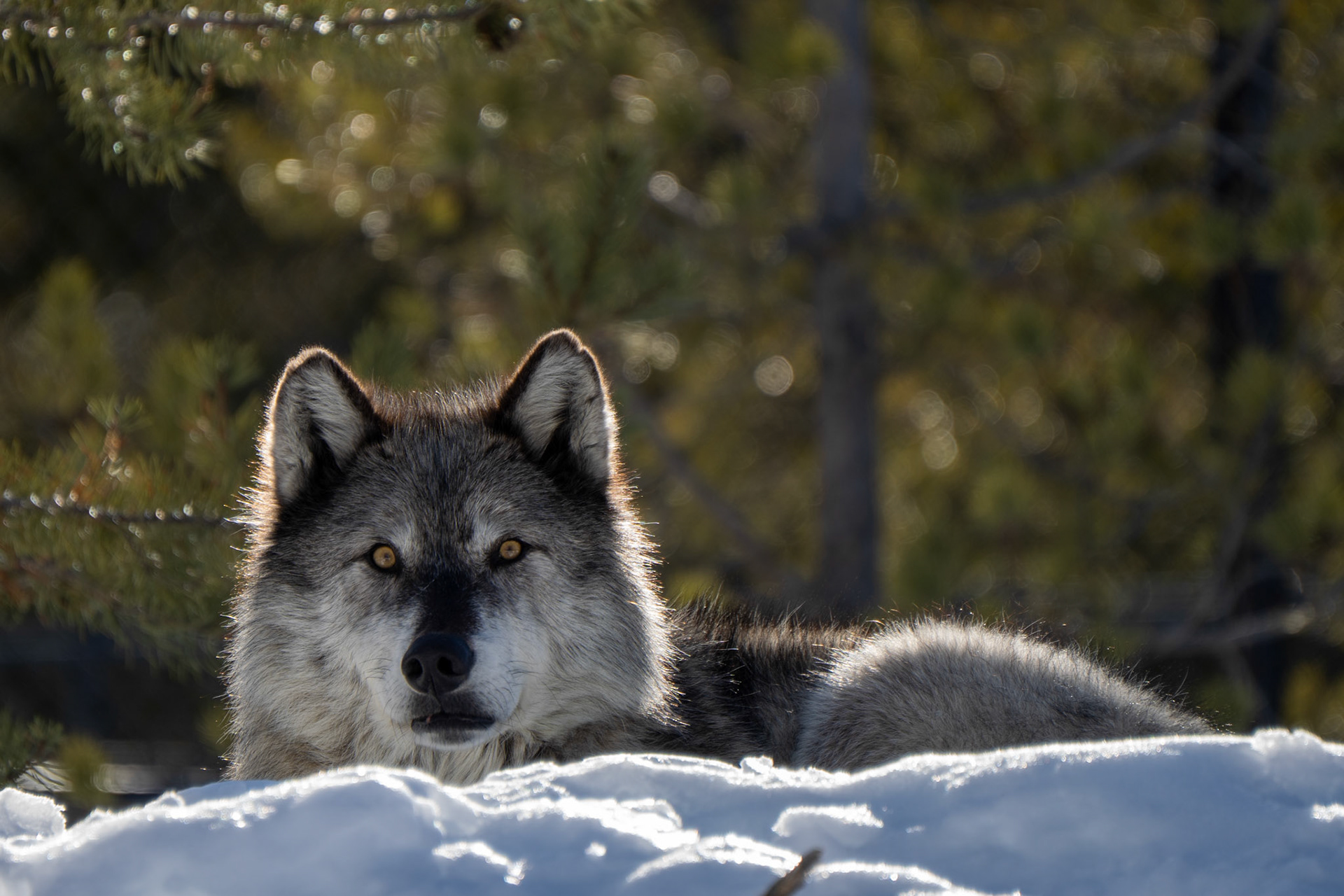 We did see wolves in the wild but at great distance.  This one was taken at the wolf rescue in West Yellowstone.