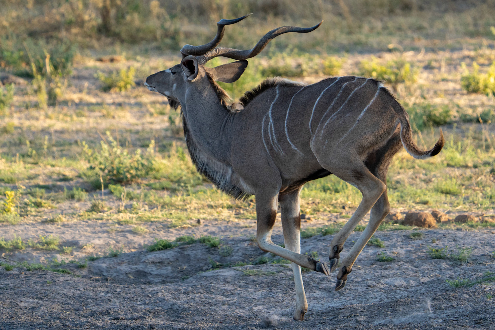 Greater Kudu
