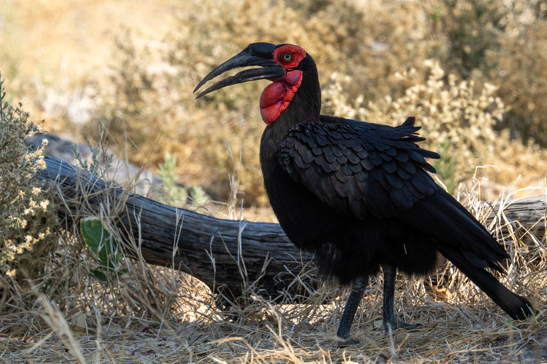 Southern Ground Hornbill