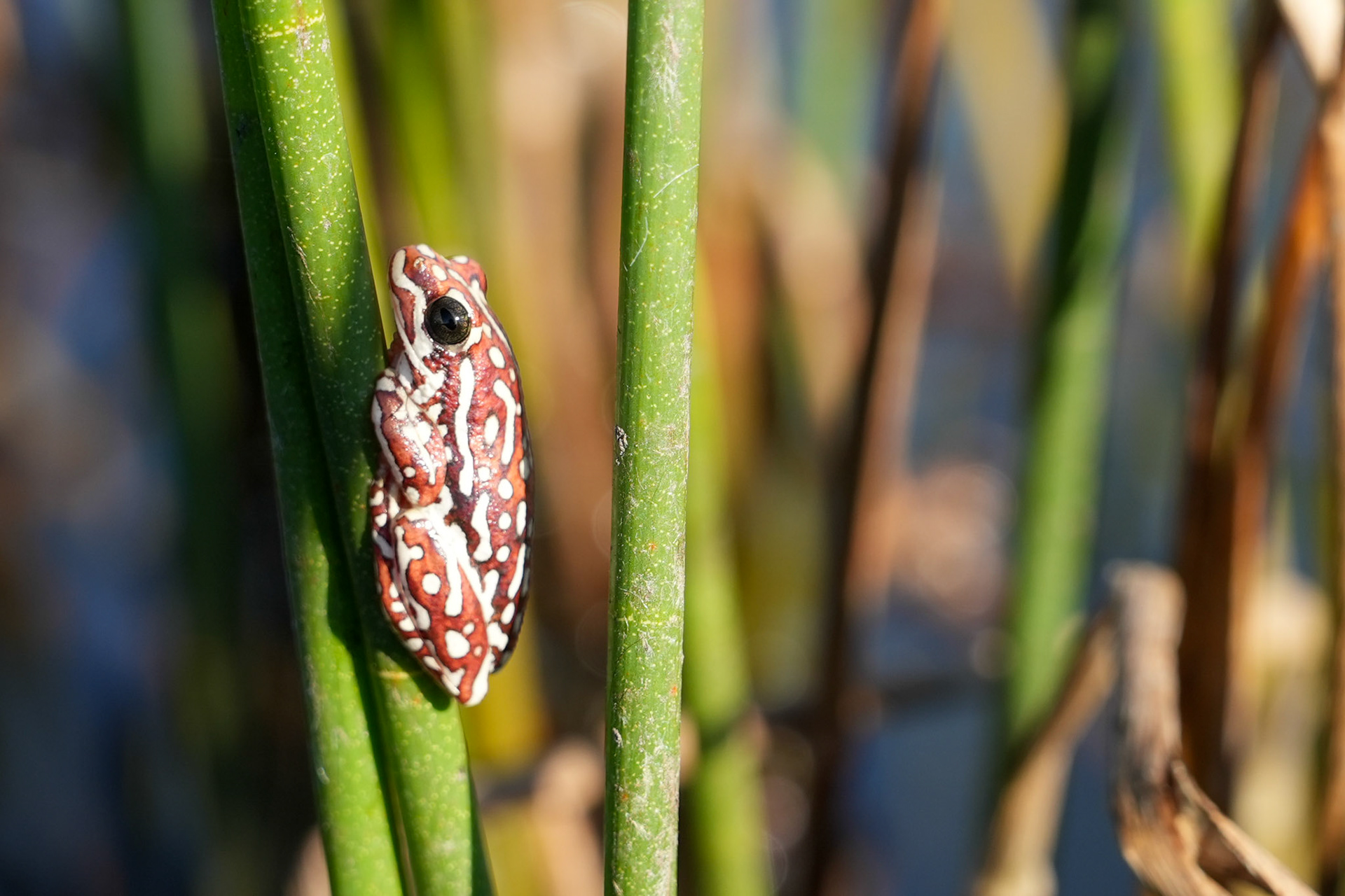 Reed Frog