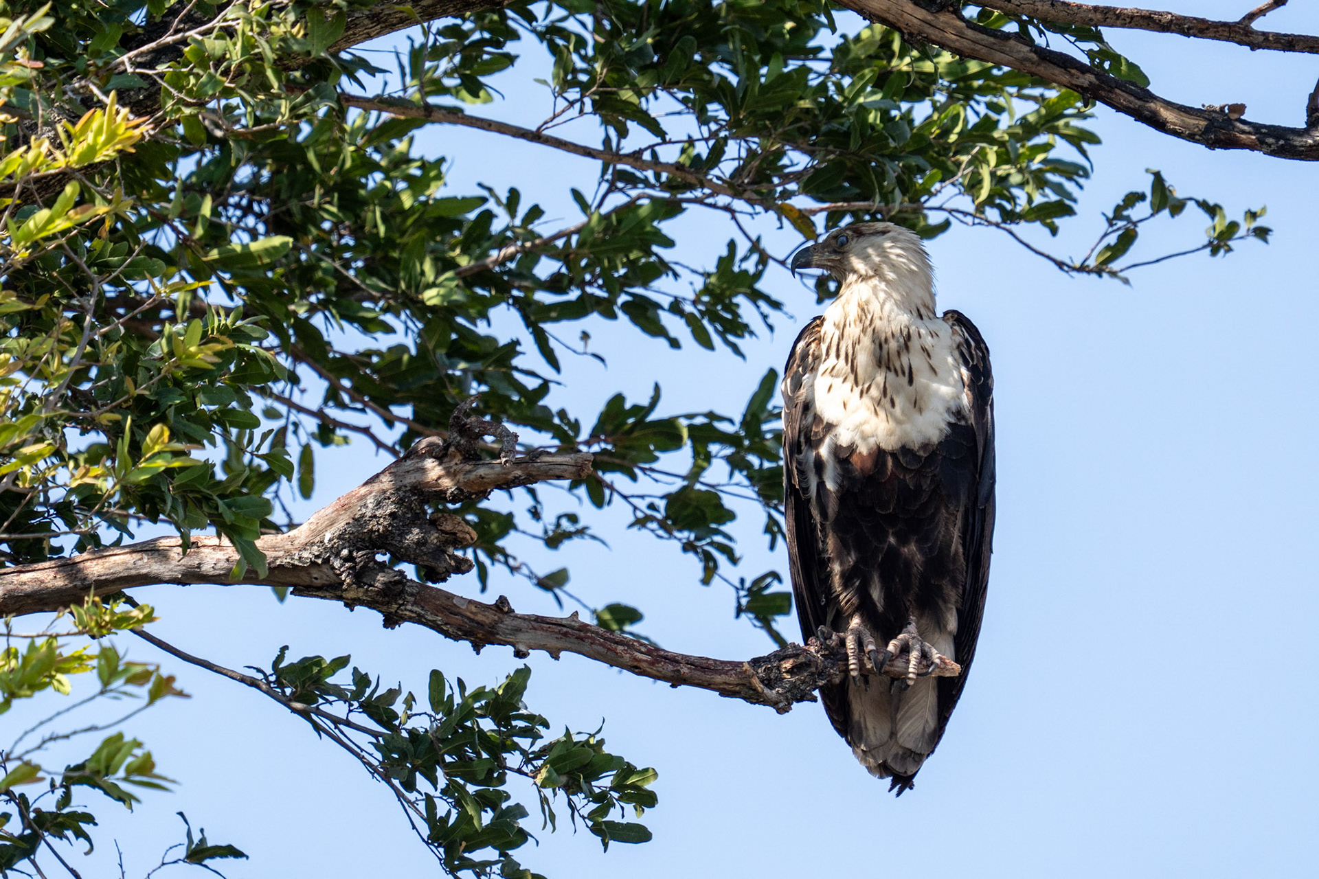 Juvenile African Fish Eagle