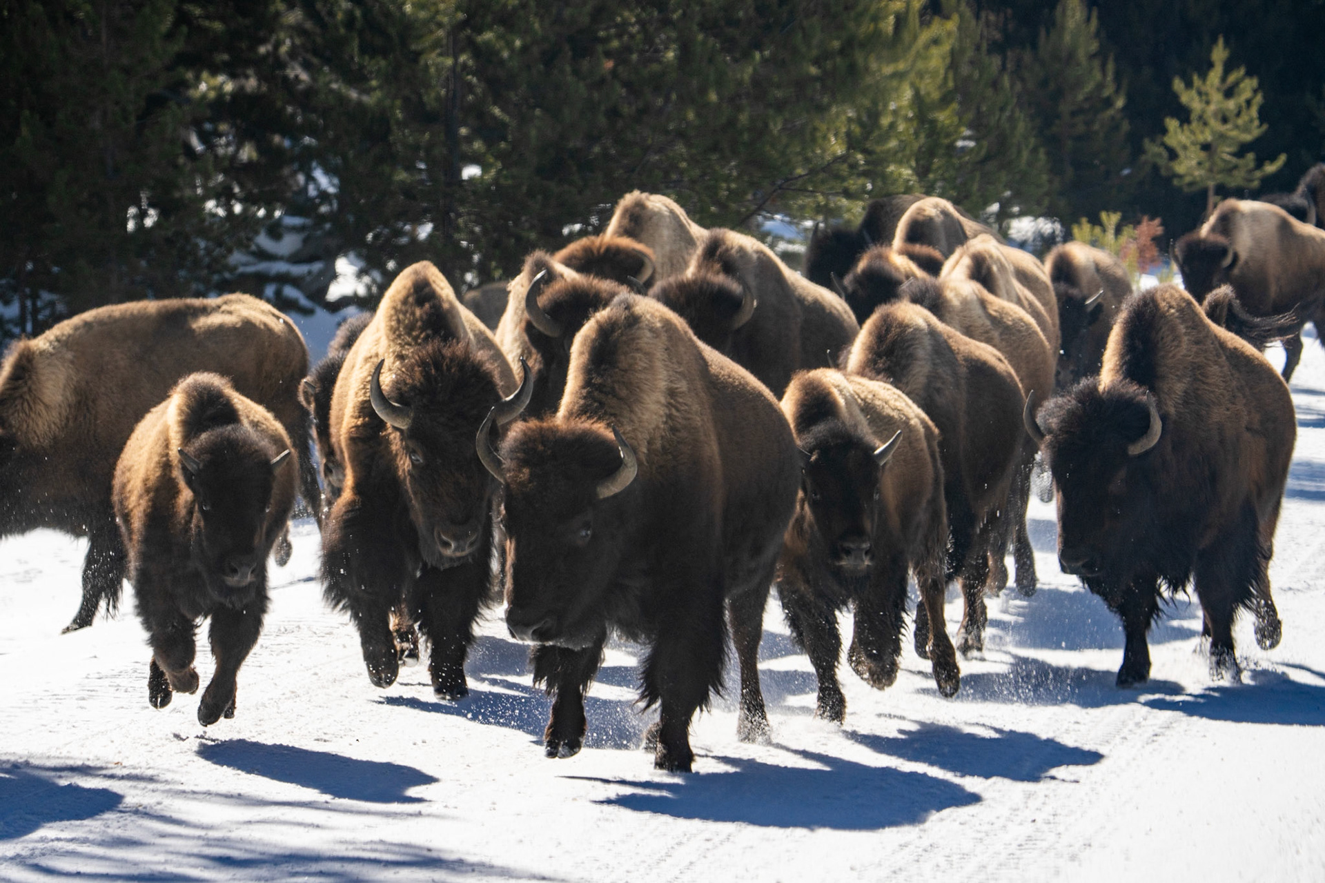 Bison stampede.  Shot taken from inside snow coach.