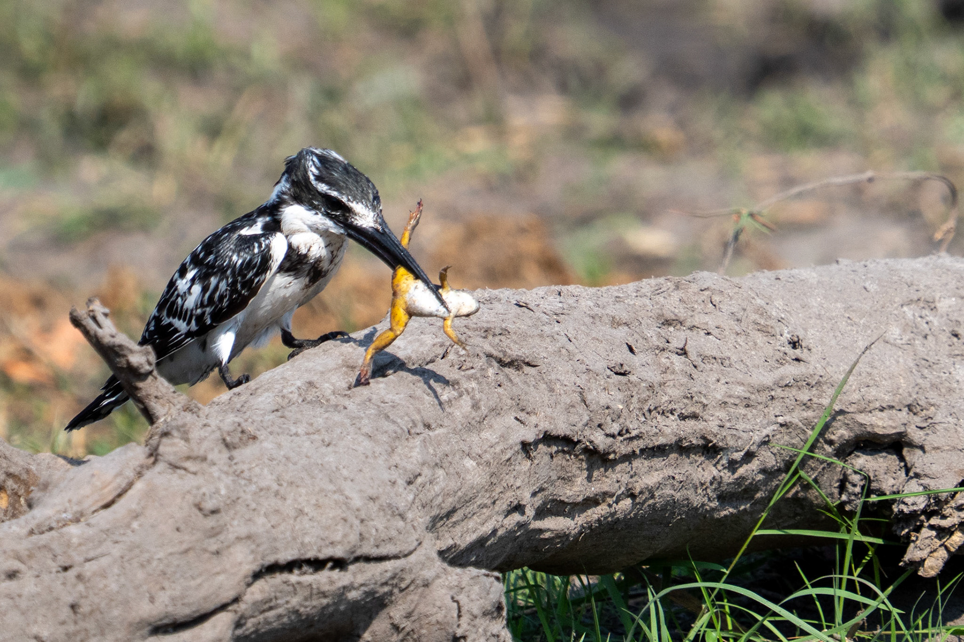 Africa Pied Kingfisher