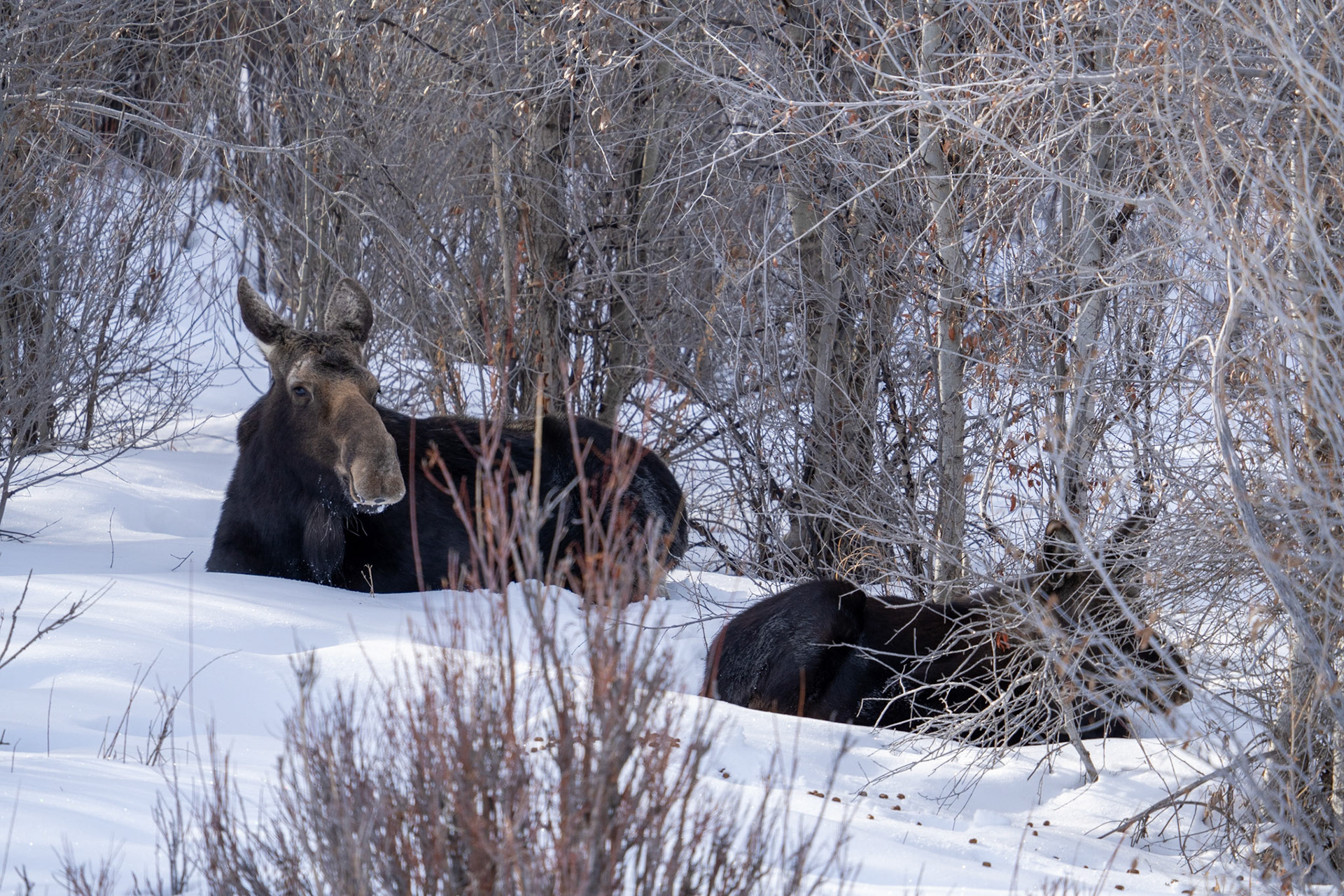 Moose were also elusive.  Saw two but at over 200 yards.