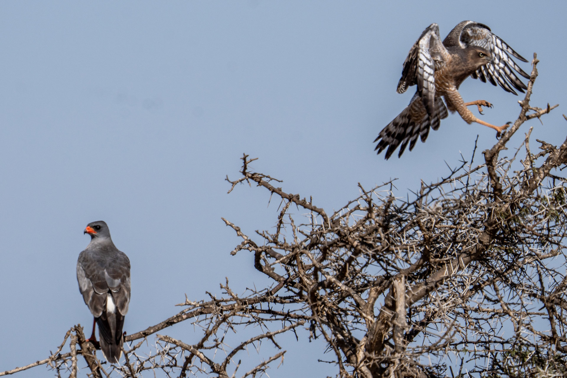 Pale Chanting Goshawk