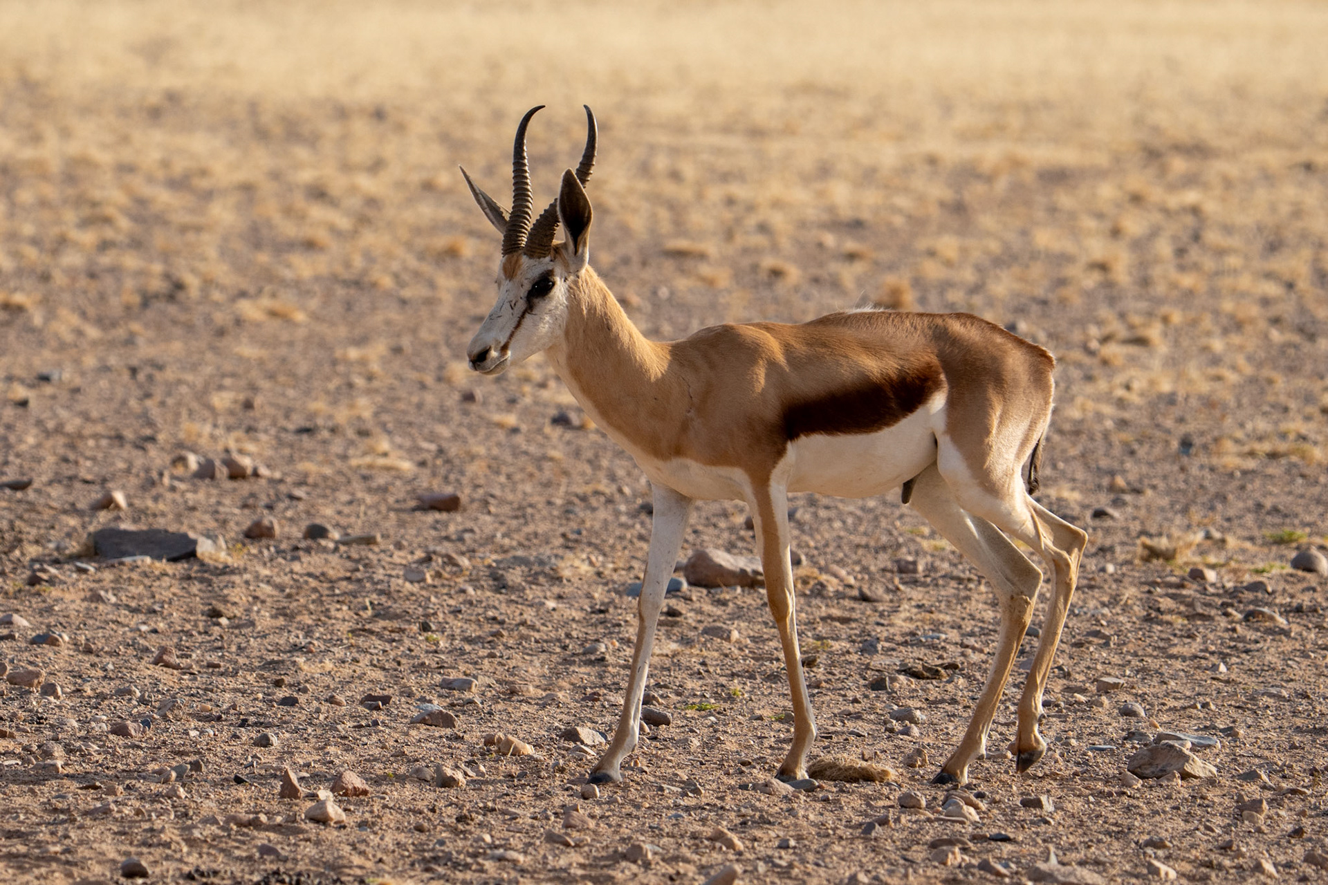 Springbok