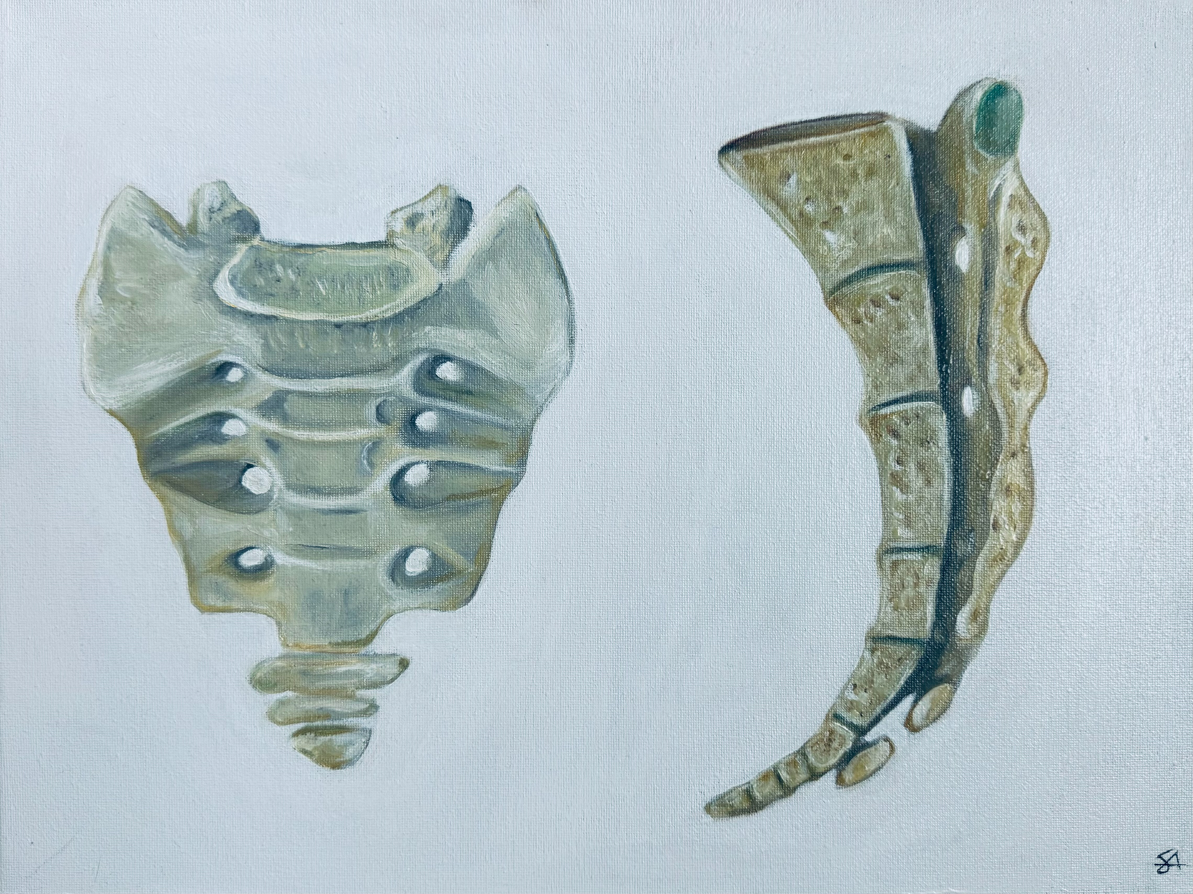 Bones studies - Anatomy - Oil on Canvas