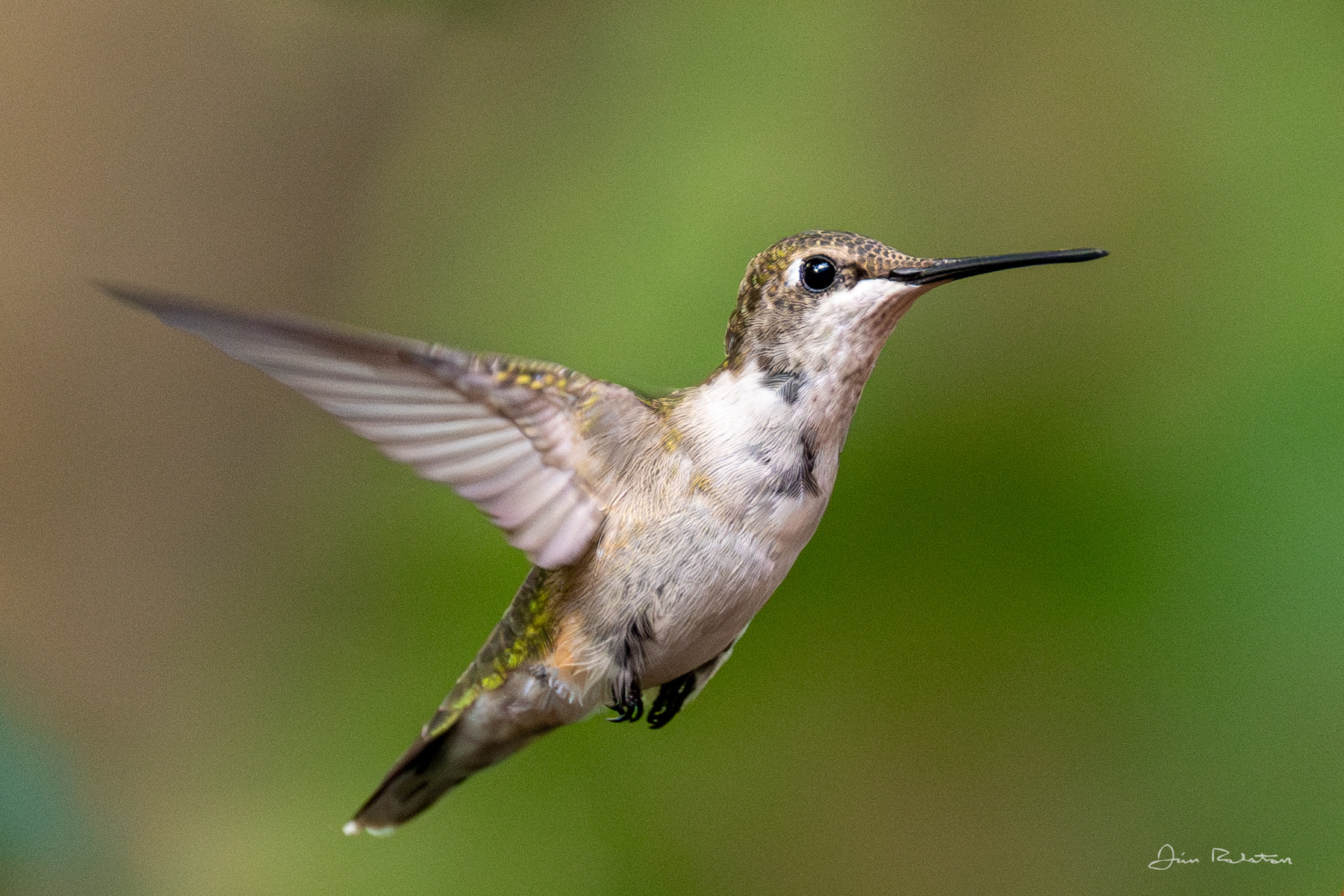 Ruby Throated Hummingbird - McMurray PA