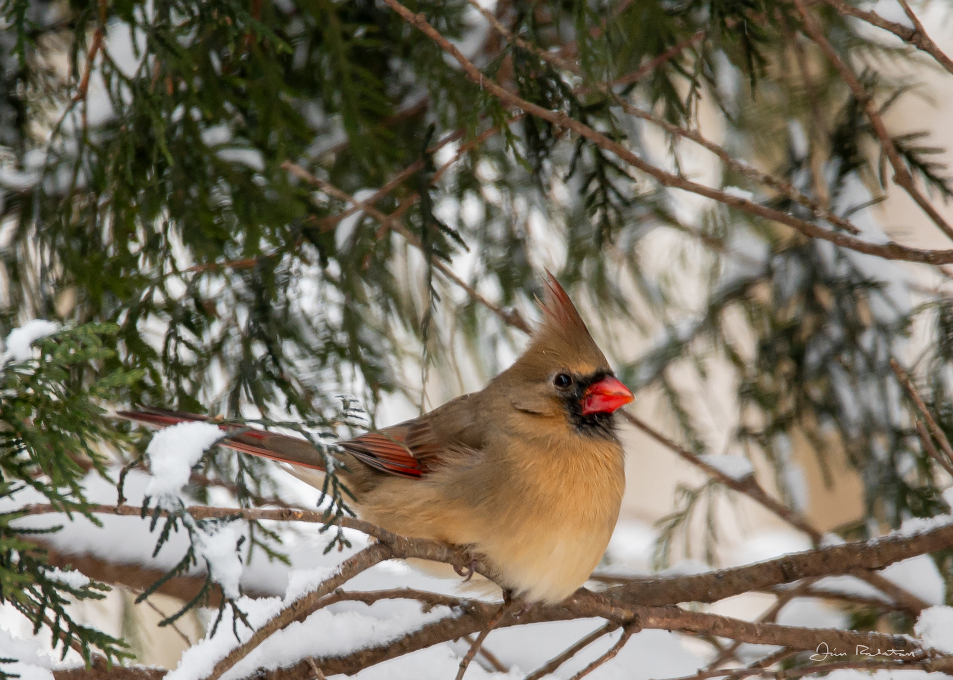 Female Cardinal - McMurray PA