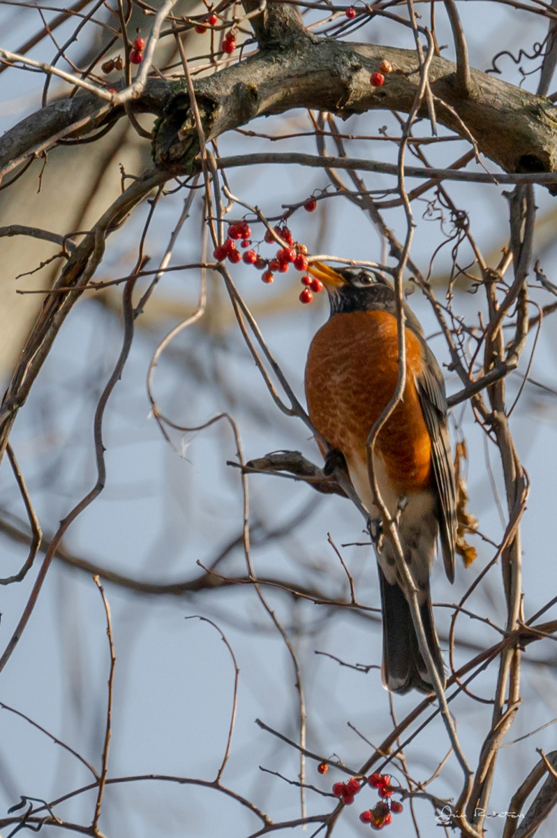 American Robin - Settlers Ridge, PA