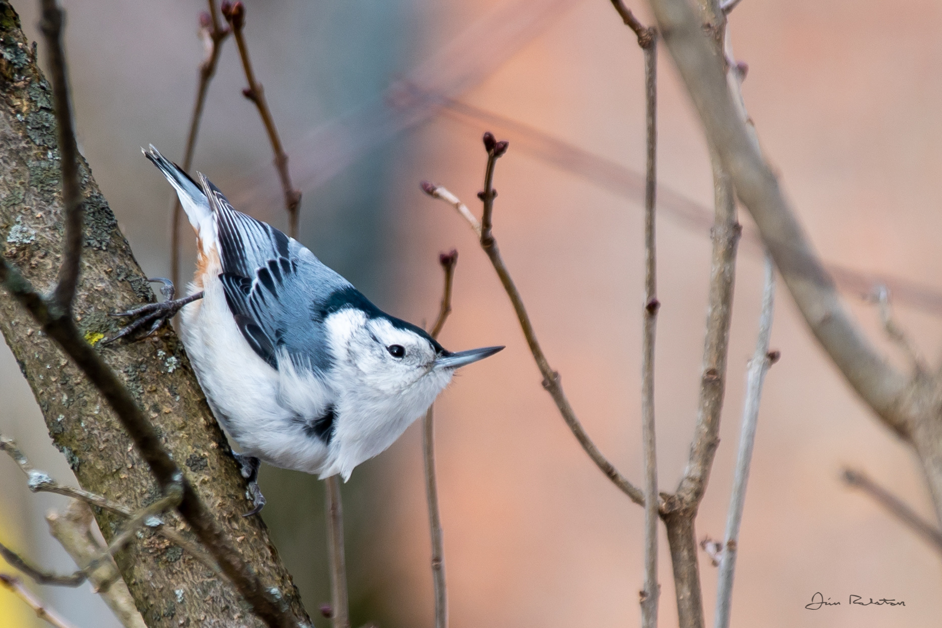 Whitebreasted Nuthatch - McMurray PA