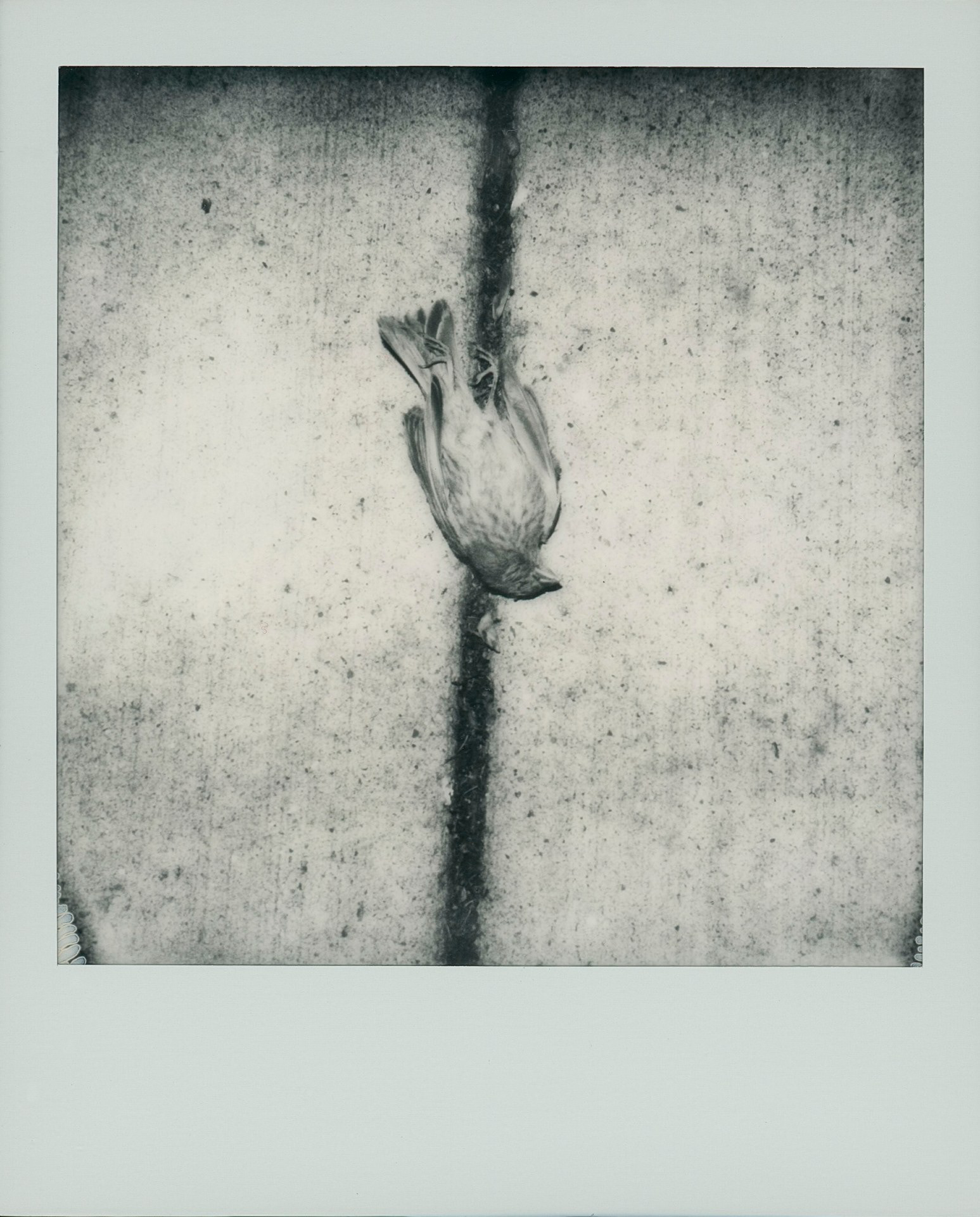 Reit Angle "Metamorphosis," 2025. Polaroid triptych, created with SX-70 Sonar camera and B&W SX-70 film. 14.8 in × 6.9 in