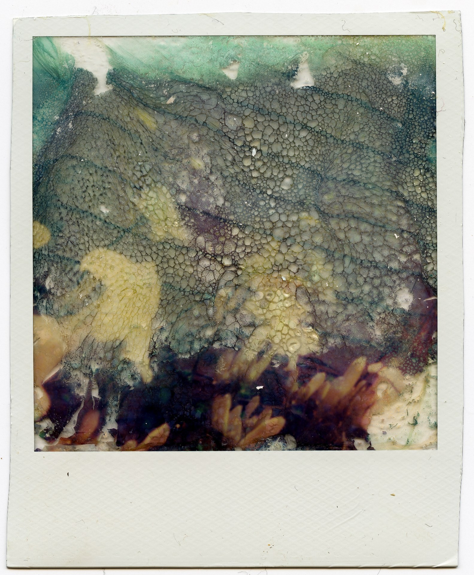 Ziggy Rose "Decayed Polaroid," 2025. Polaroid, water, bleach. 3.5 in × 4.25 in