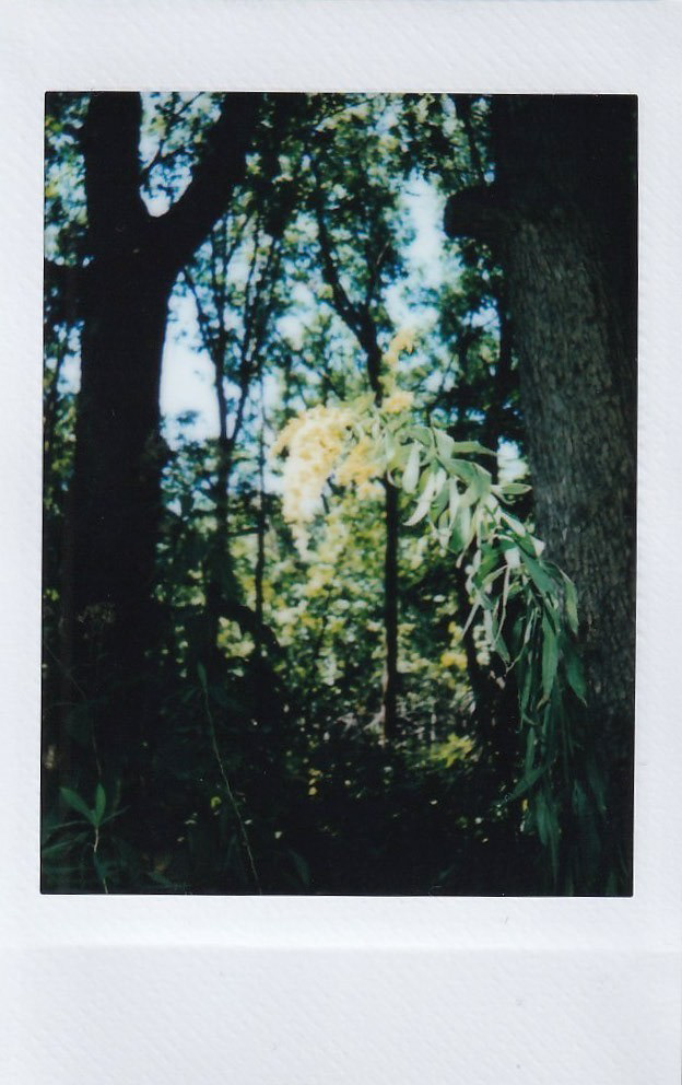 Canela "Silencio, Warmth, Relief," 2025. Instax Mini Triptych. 2.5 in × 3.5 in