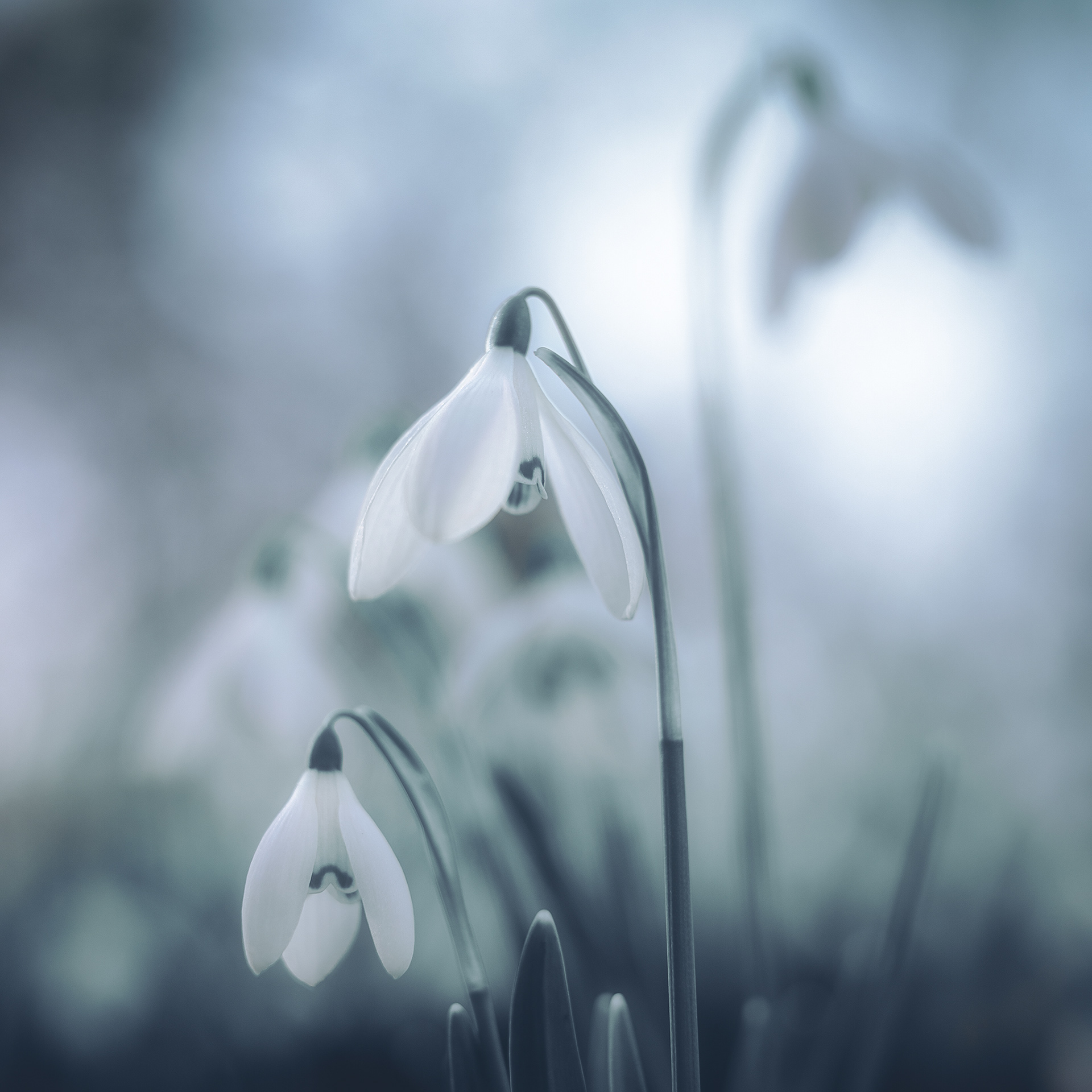 Snowdrops