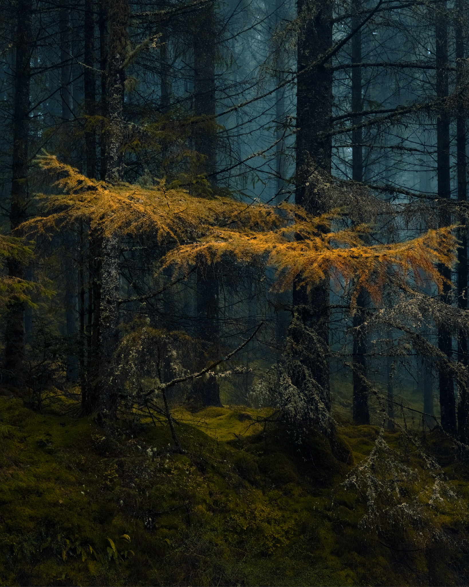 Loch Ard Forest