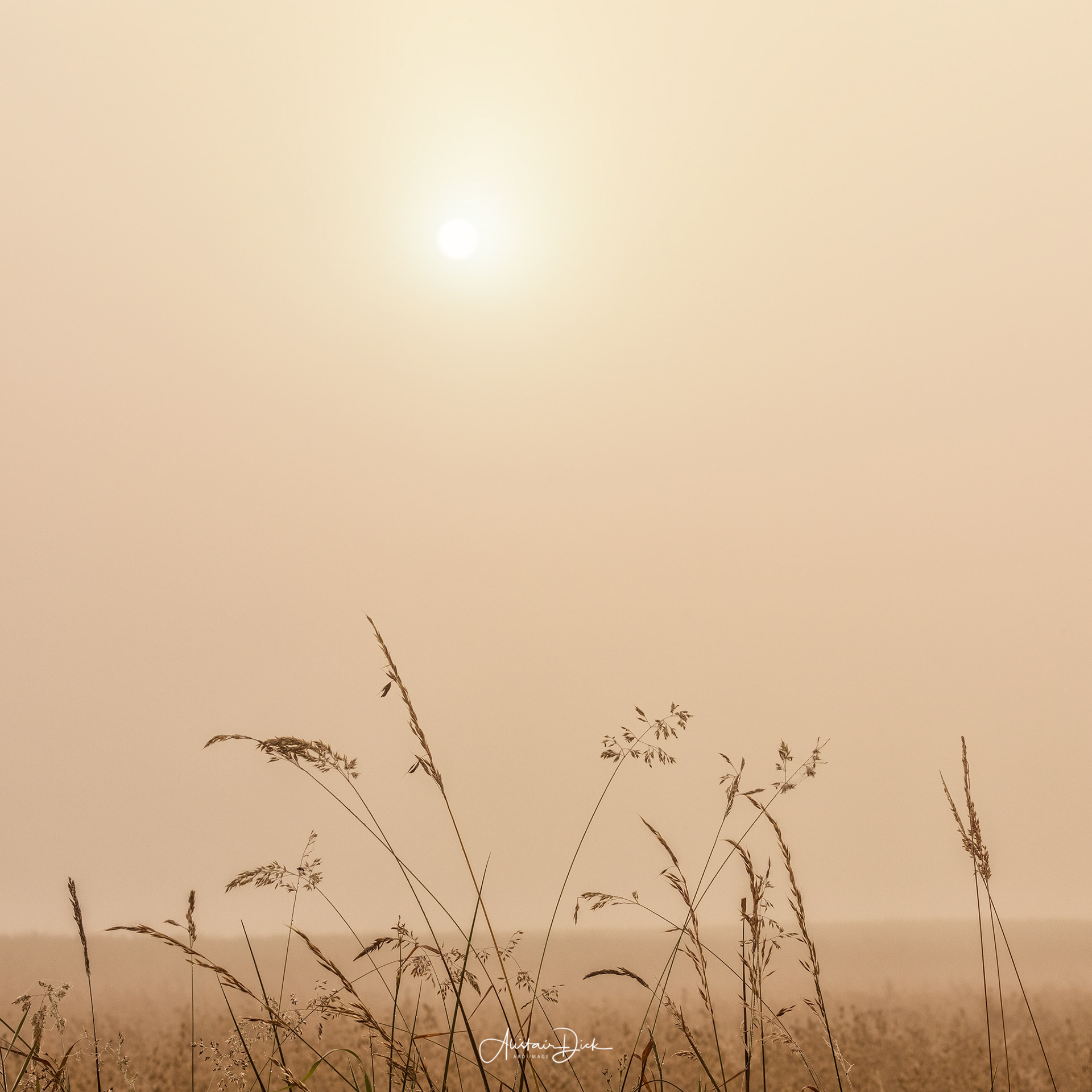 Morning Mist