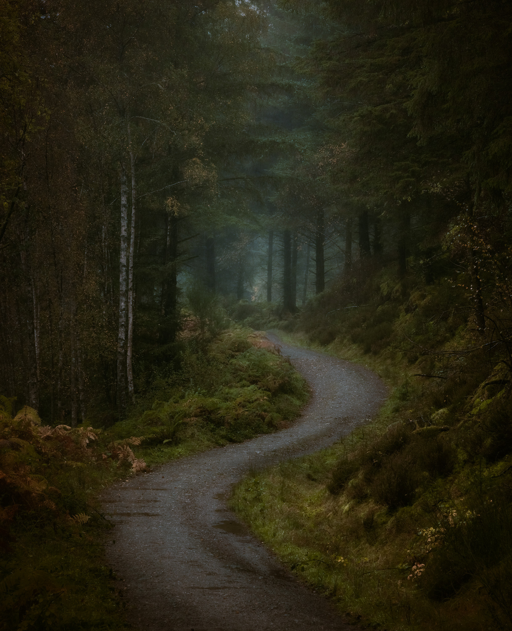 Loch Ard Forest