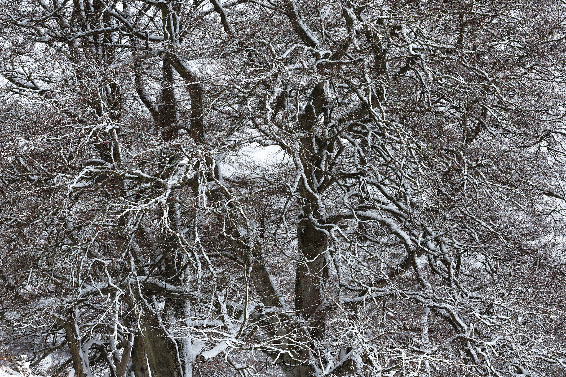 Killiecrankie