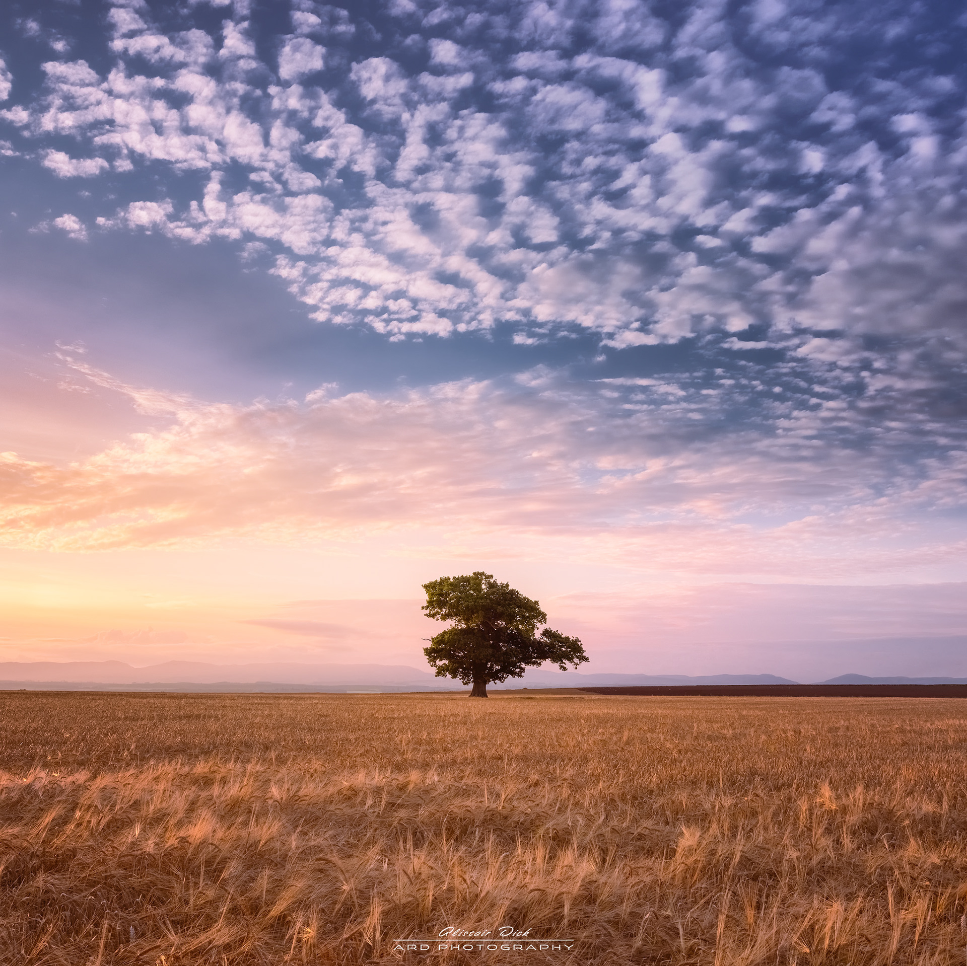 Lone Tree