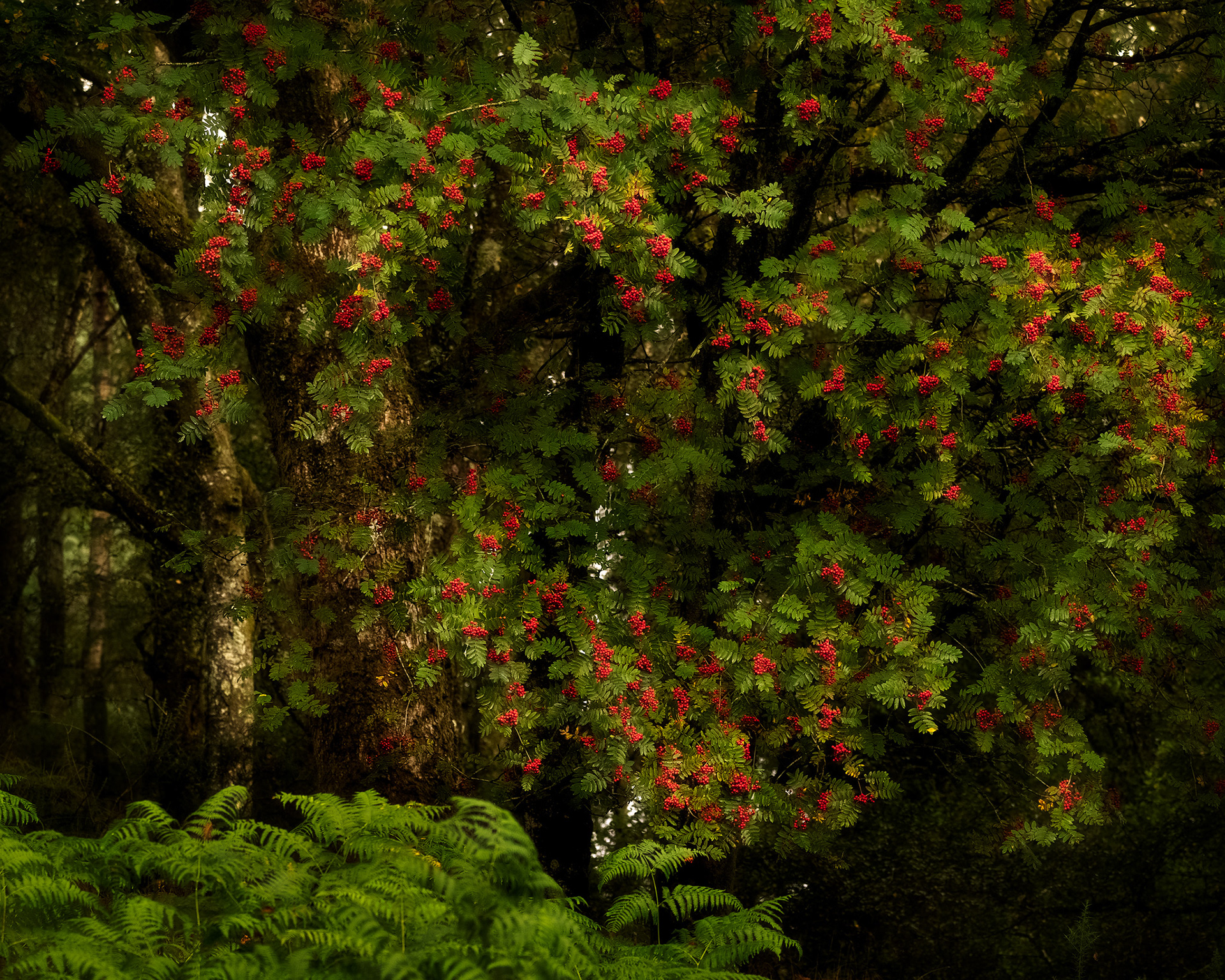 Rowan Tree